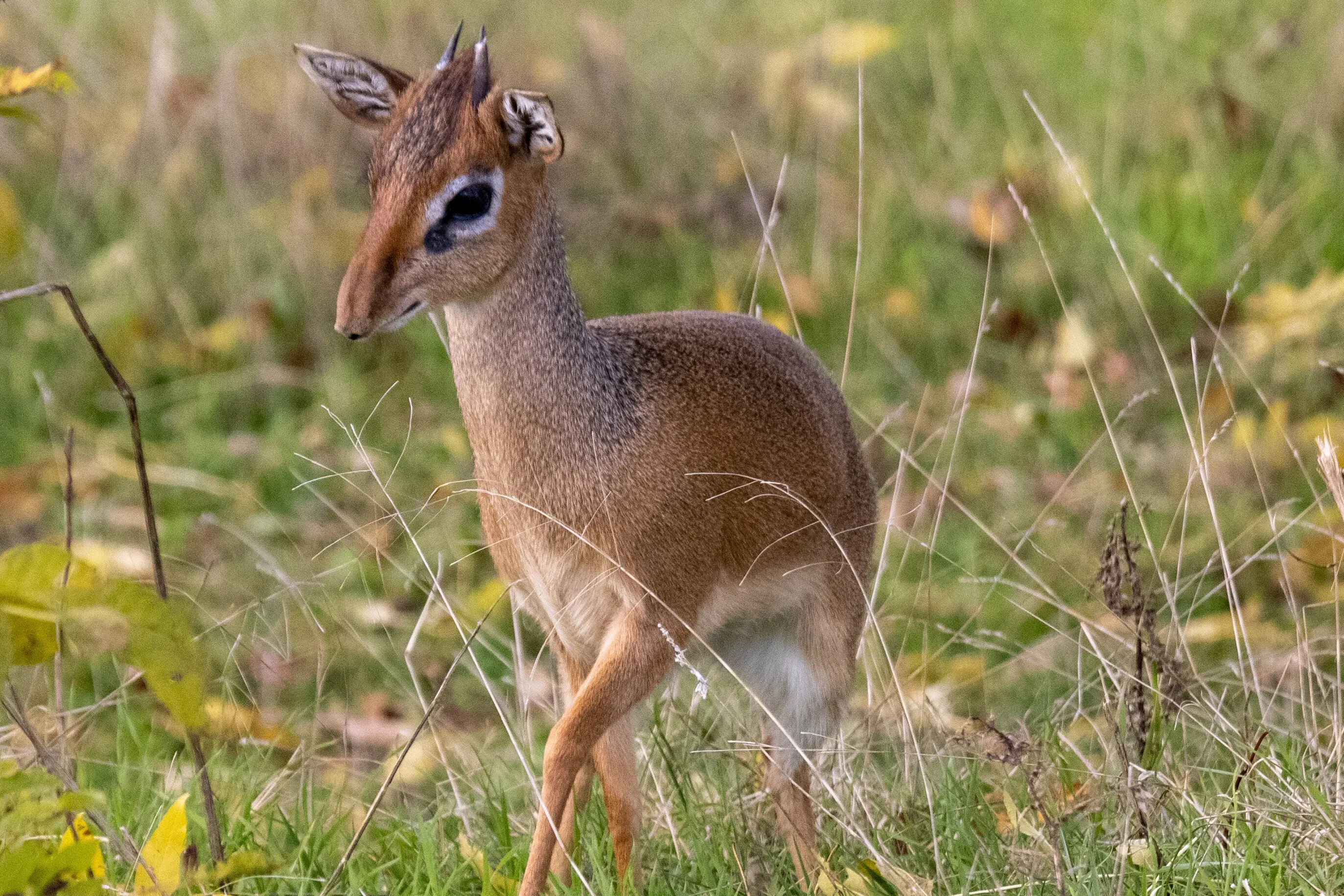 DikDik