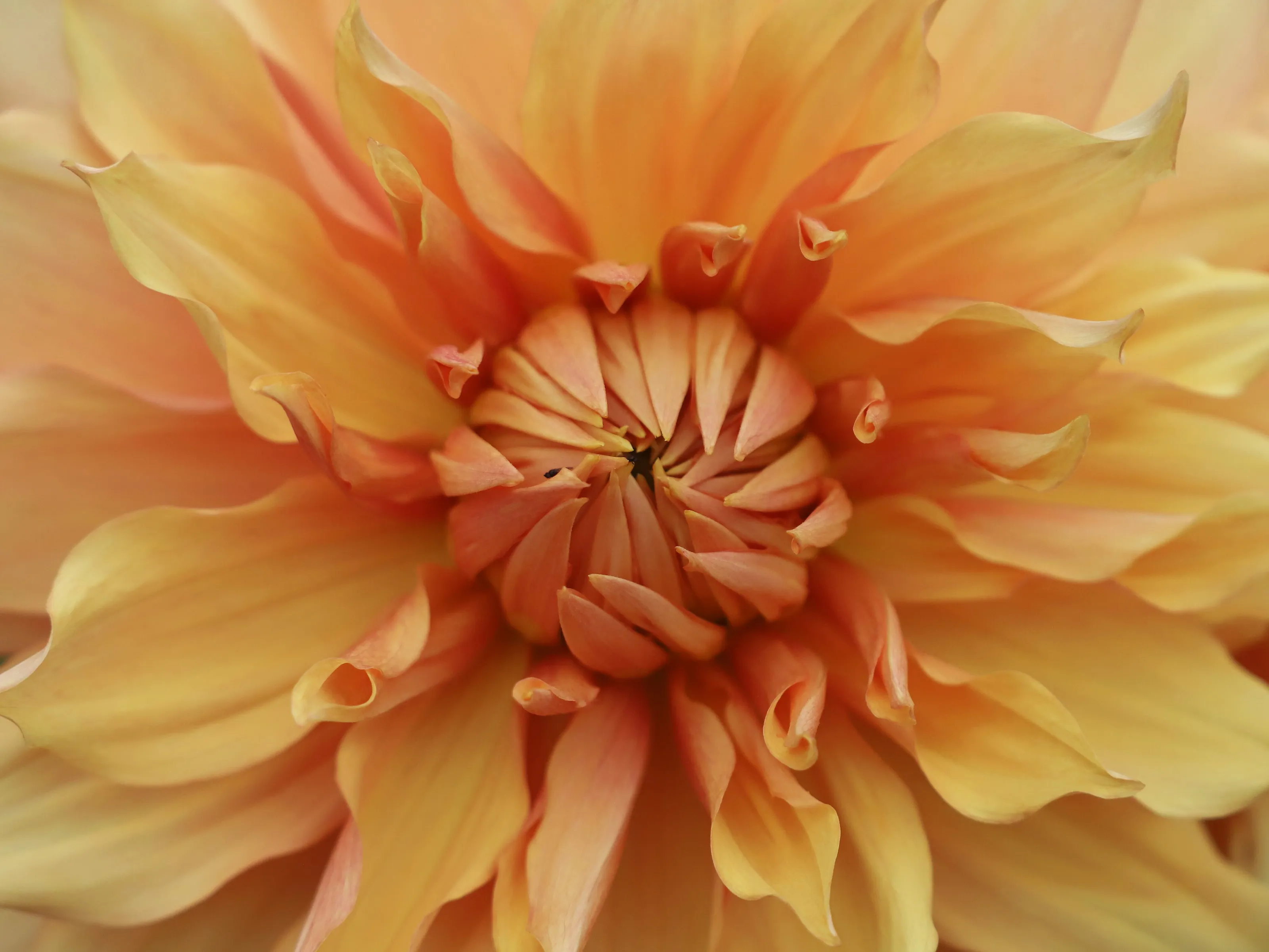 Orange dahlia