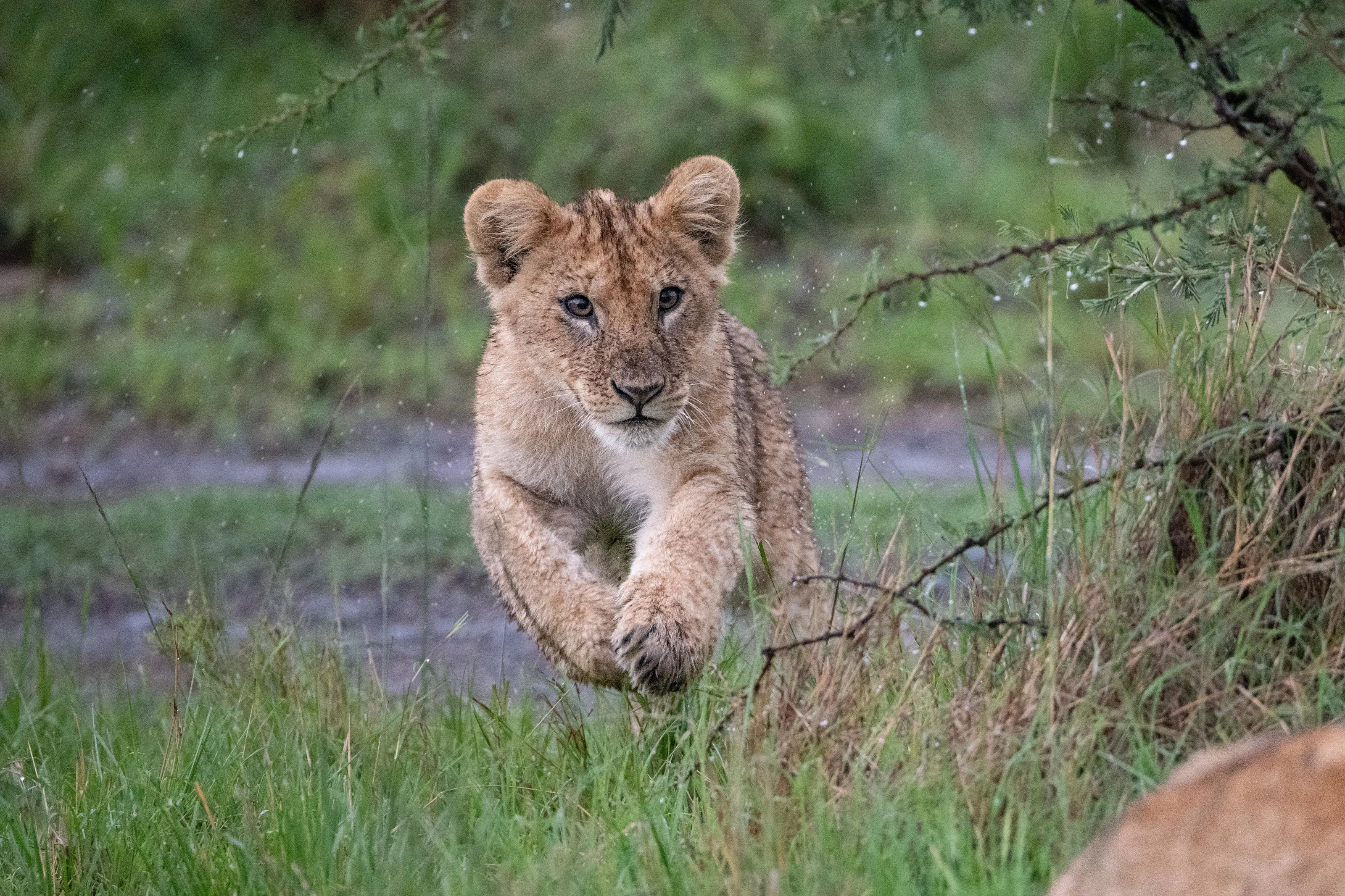 Ready to pounce