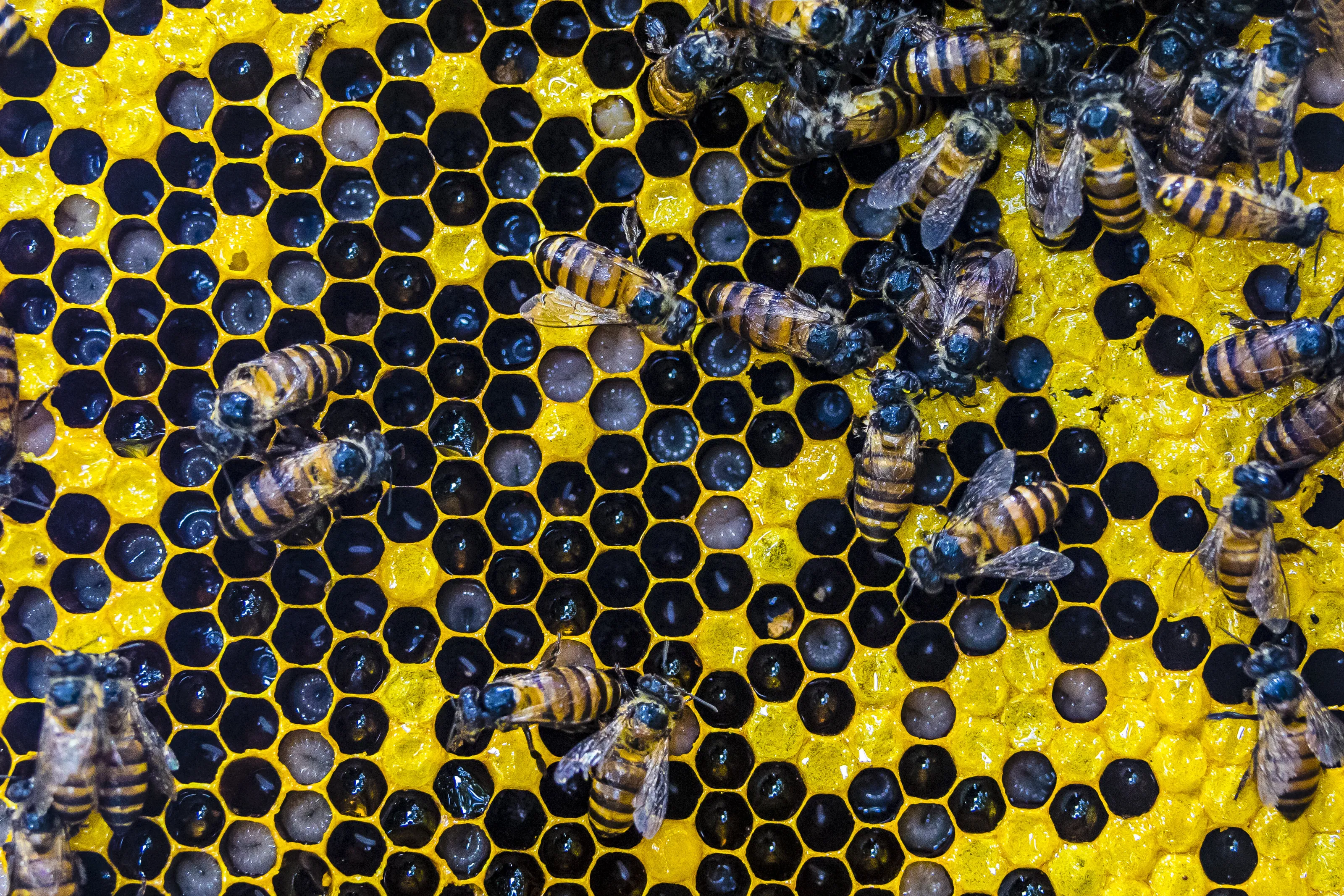 Bee