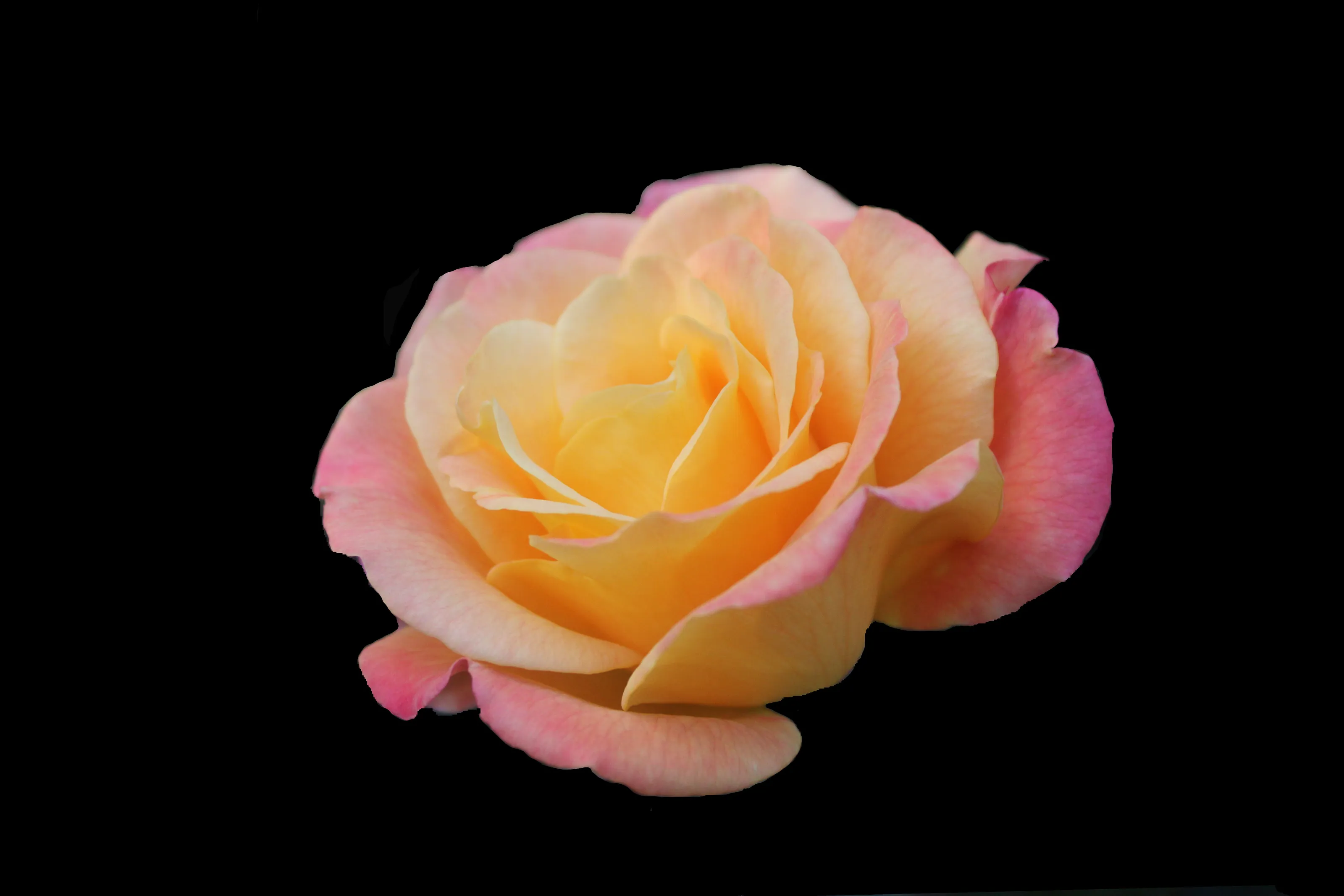 Pink Rose