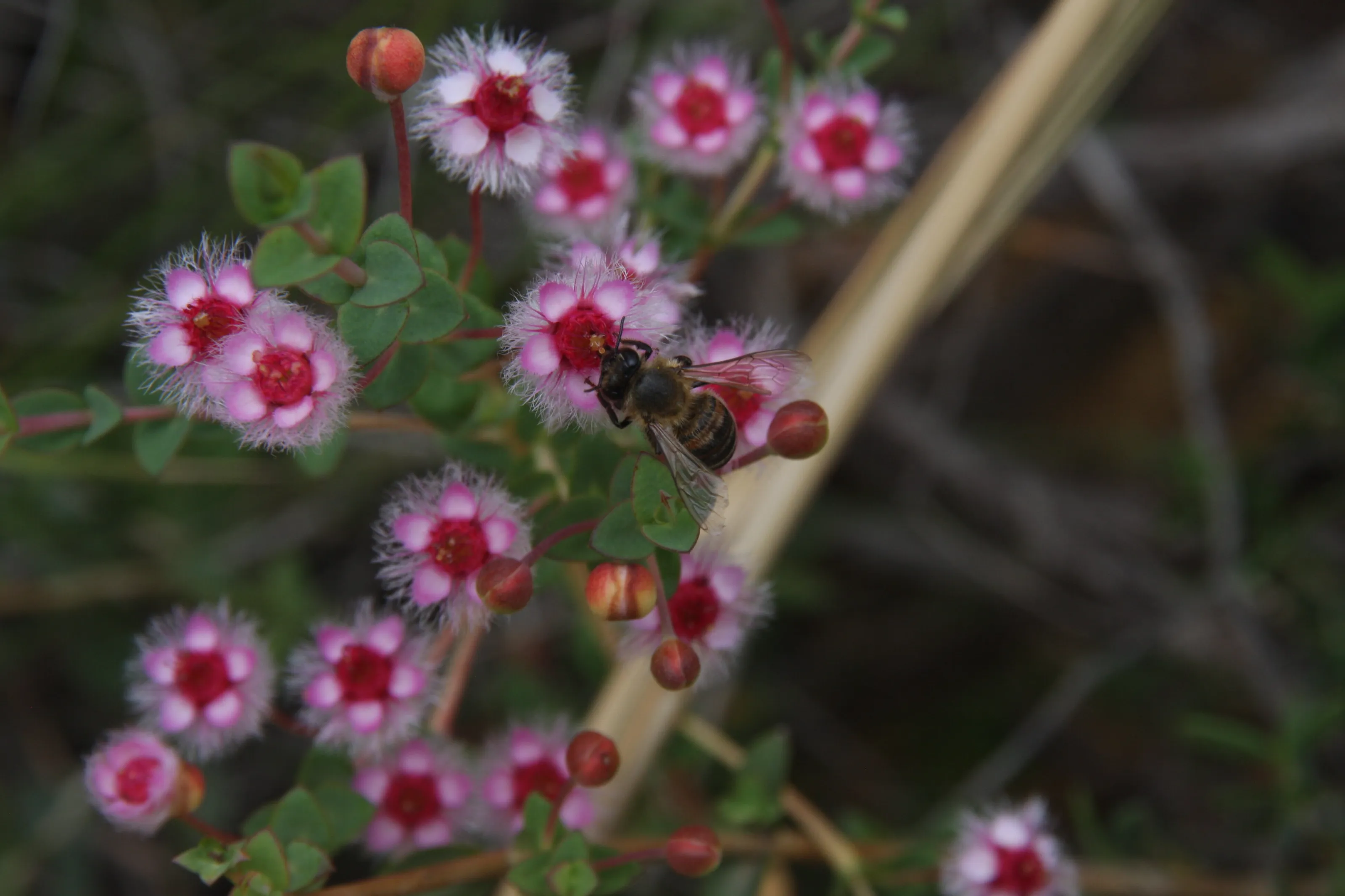 Bee on a flower