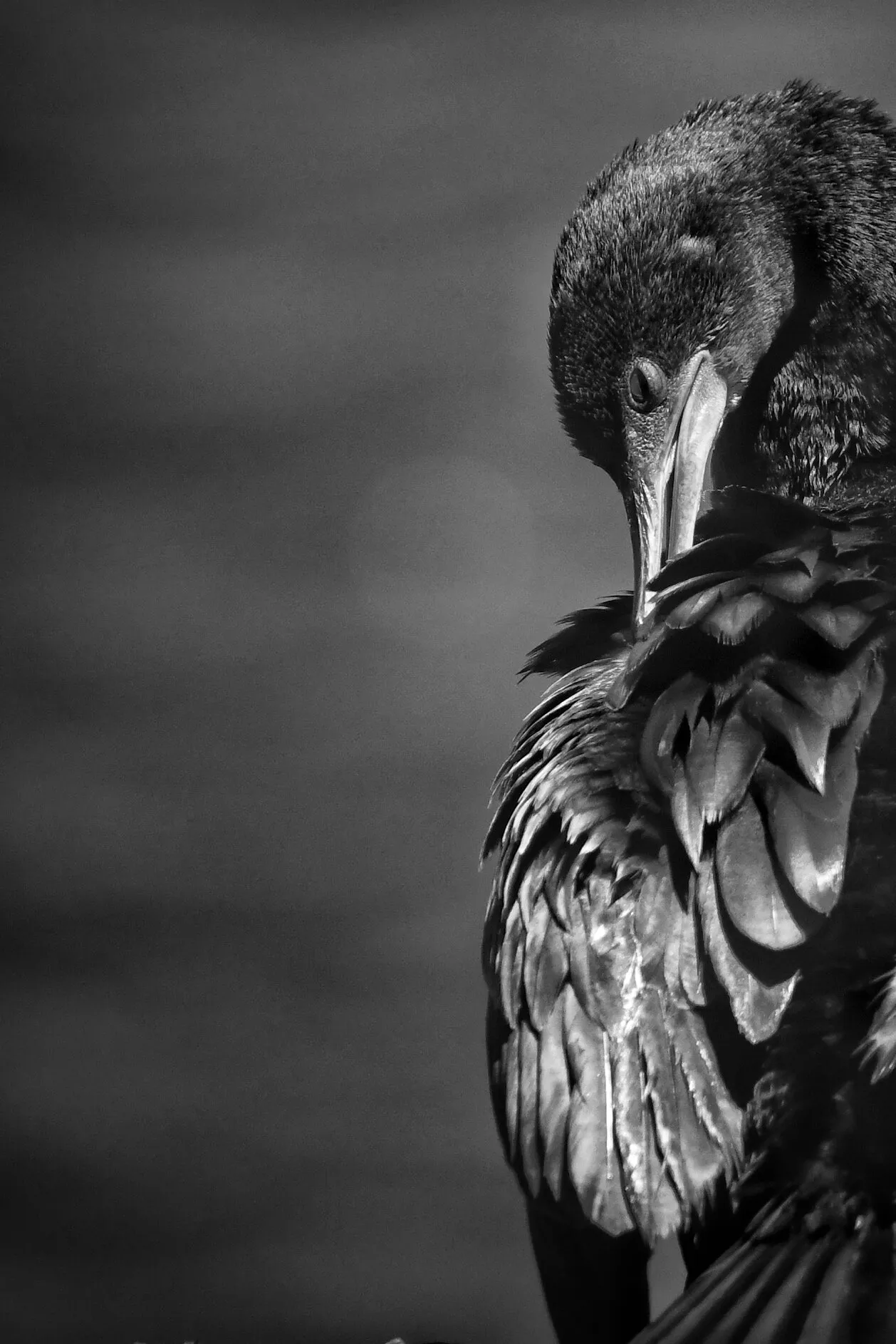 Preening Shag