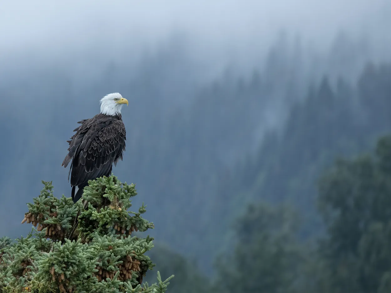 The Majesty of Alaska