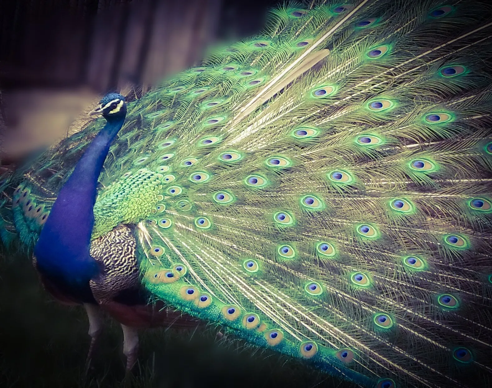 Peafowl