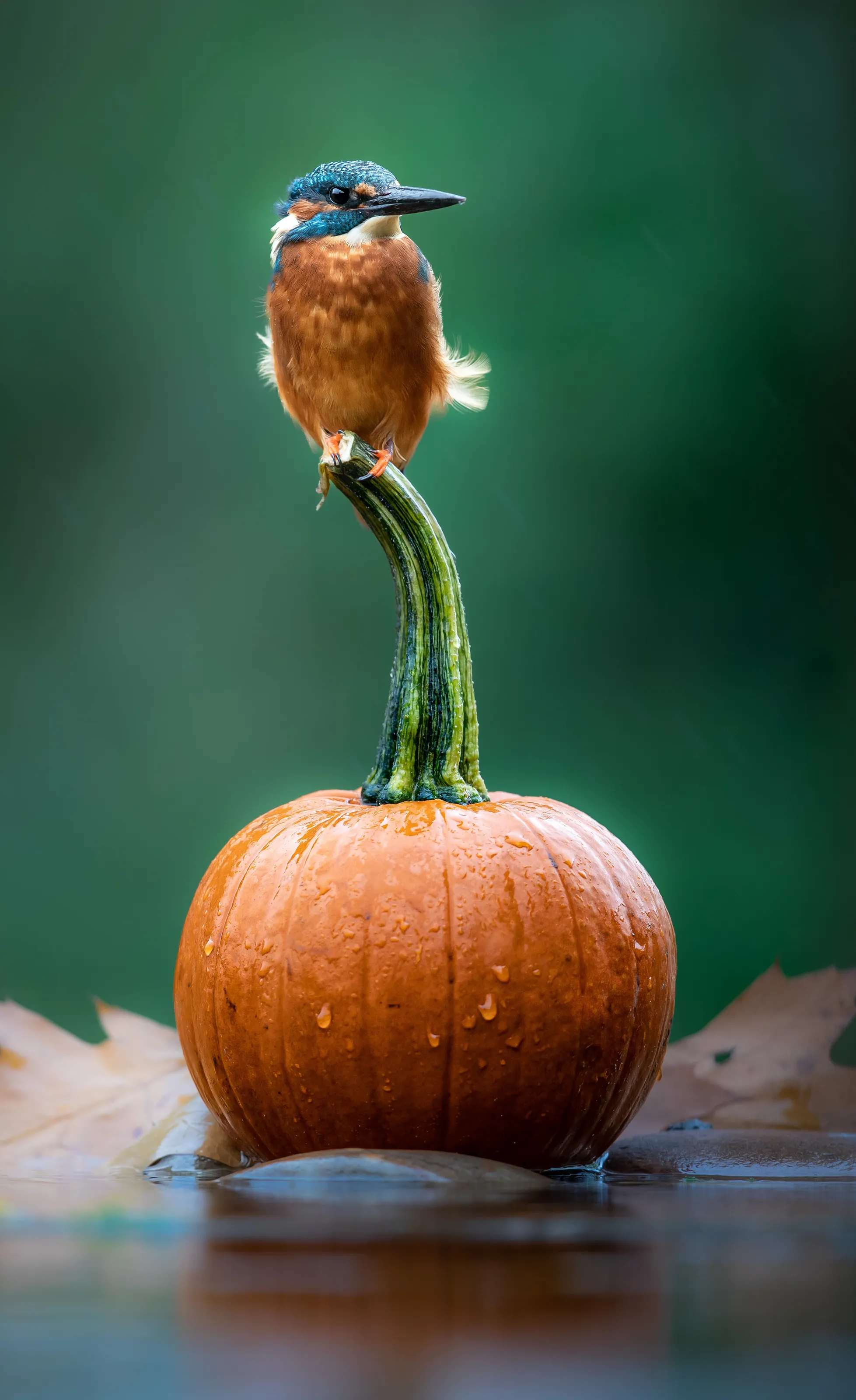 The Pumpkingfisher
