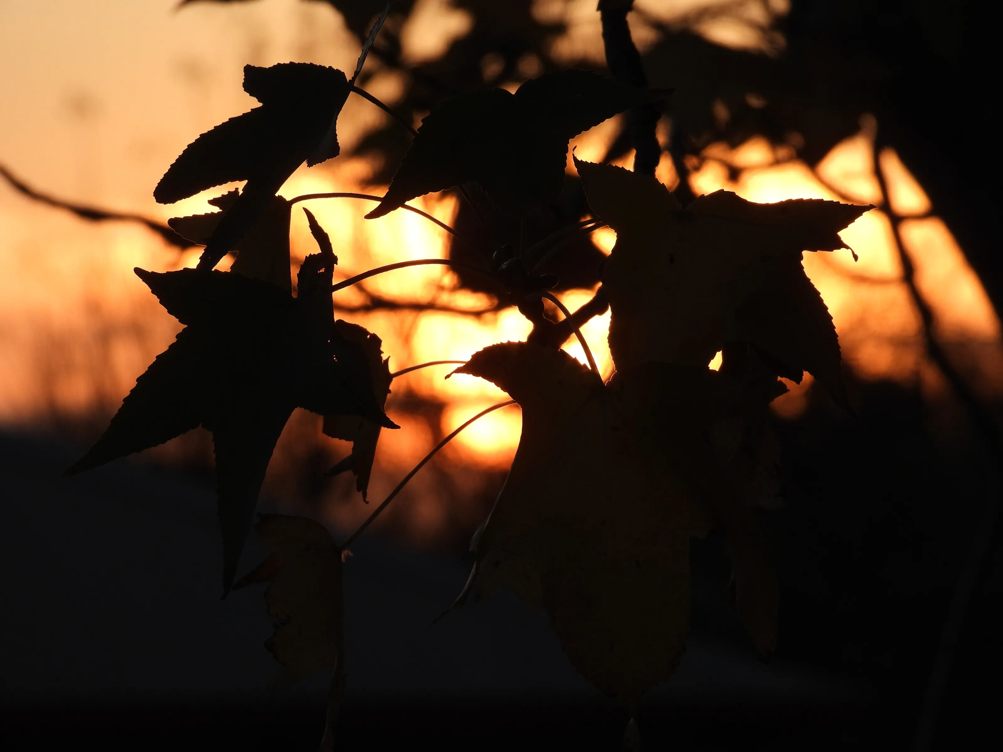 Gippsland Maple
