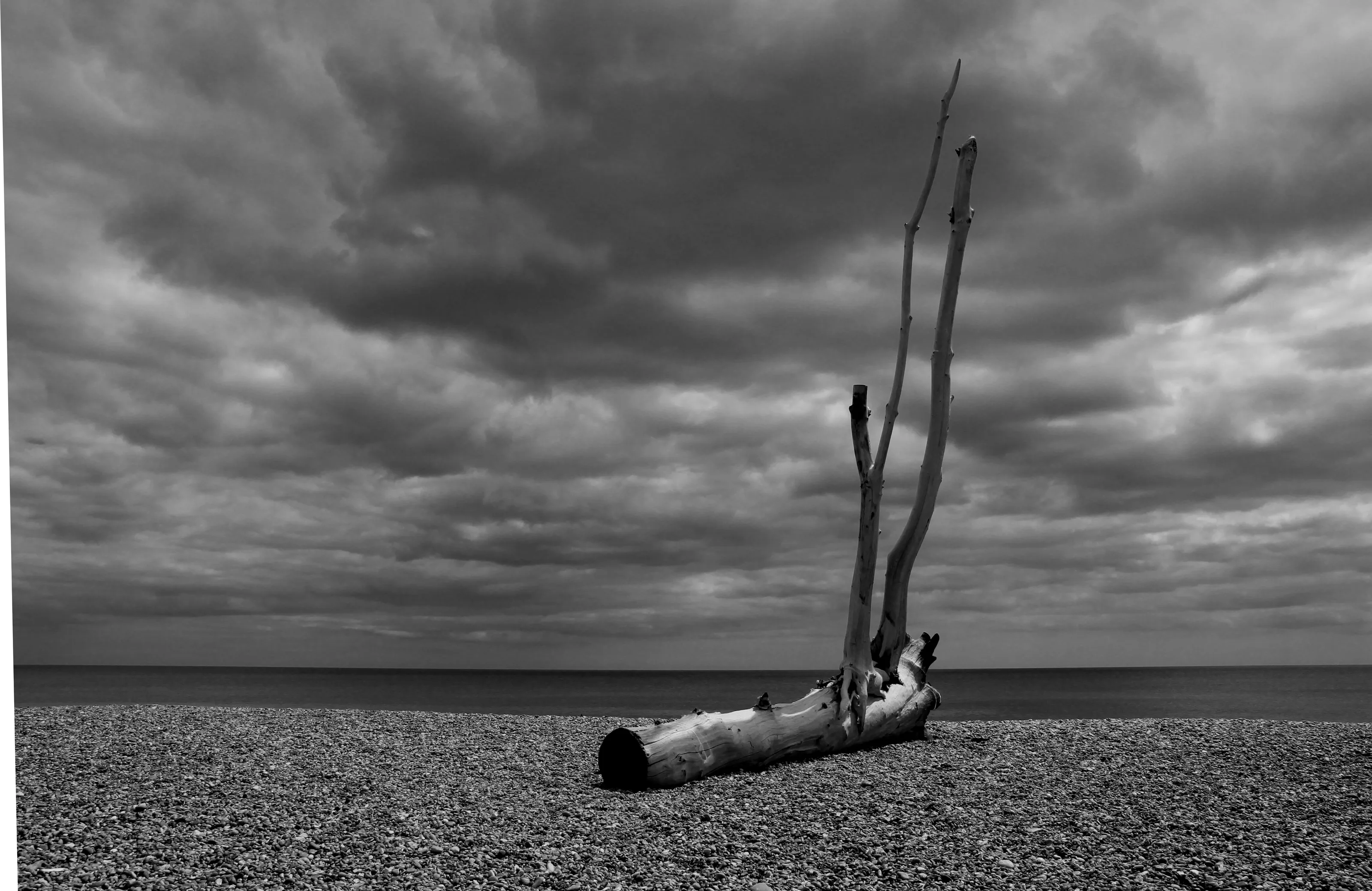Driftwood.