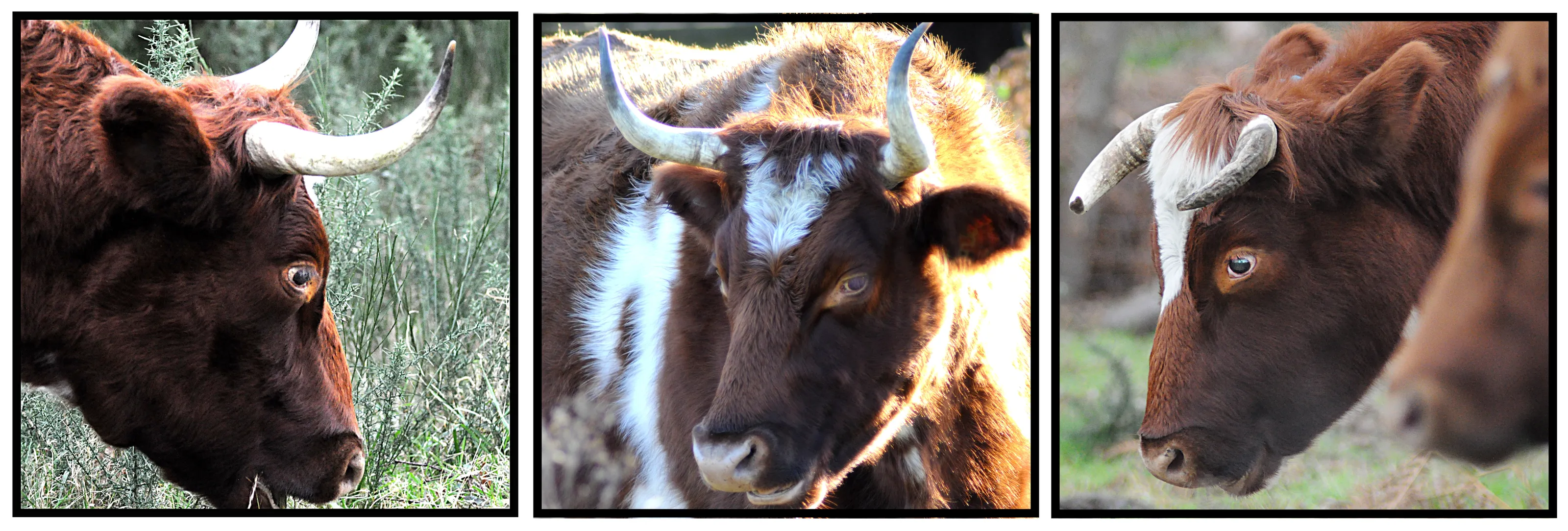 Bullocks.