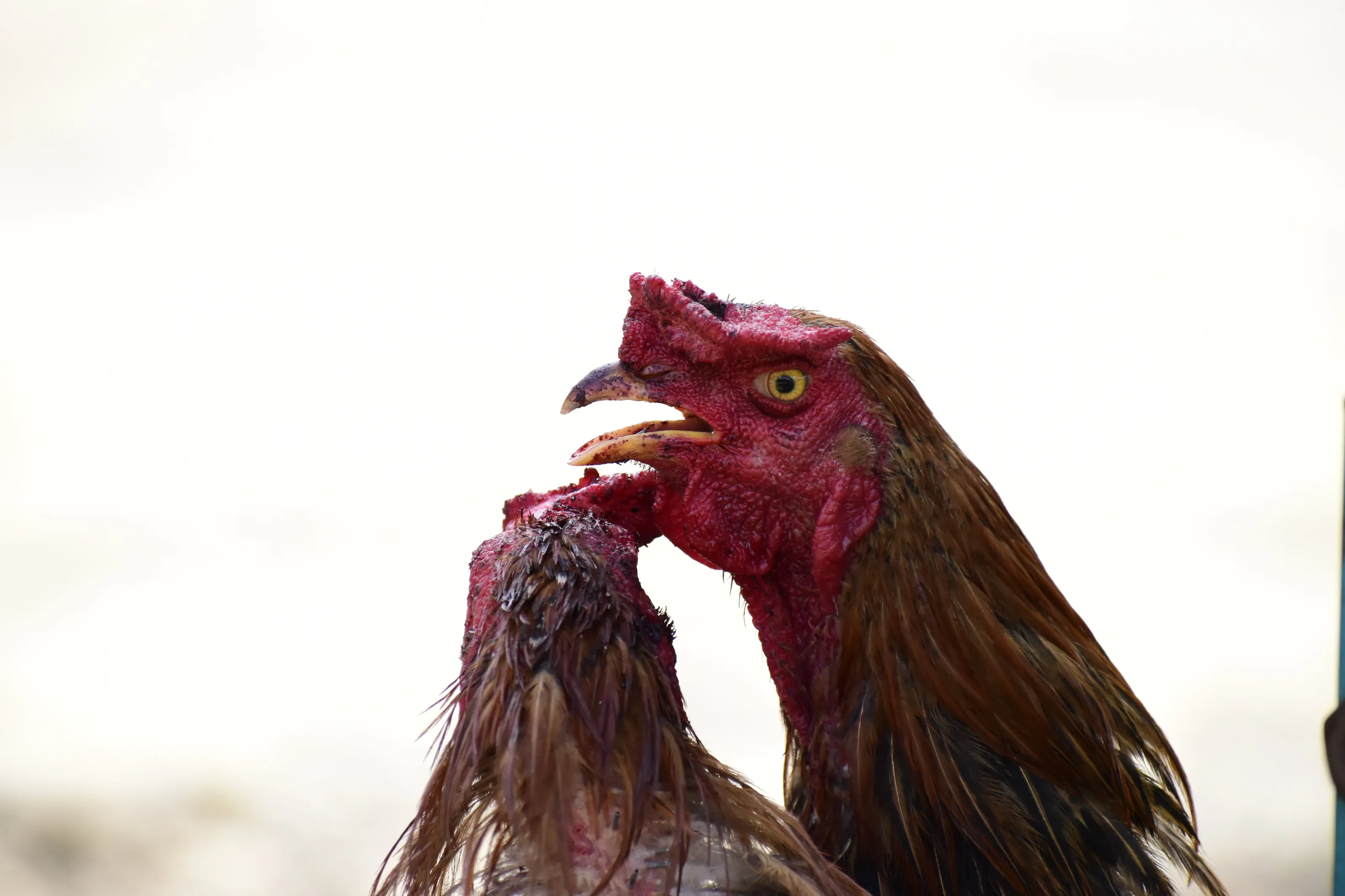 Two Cock