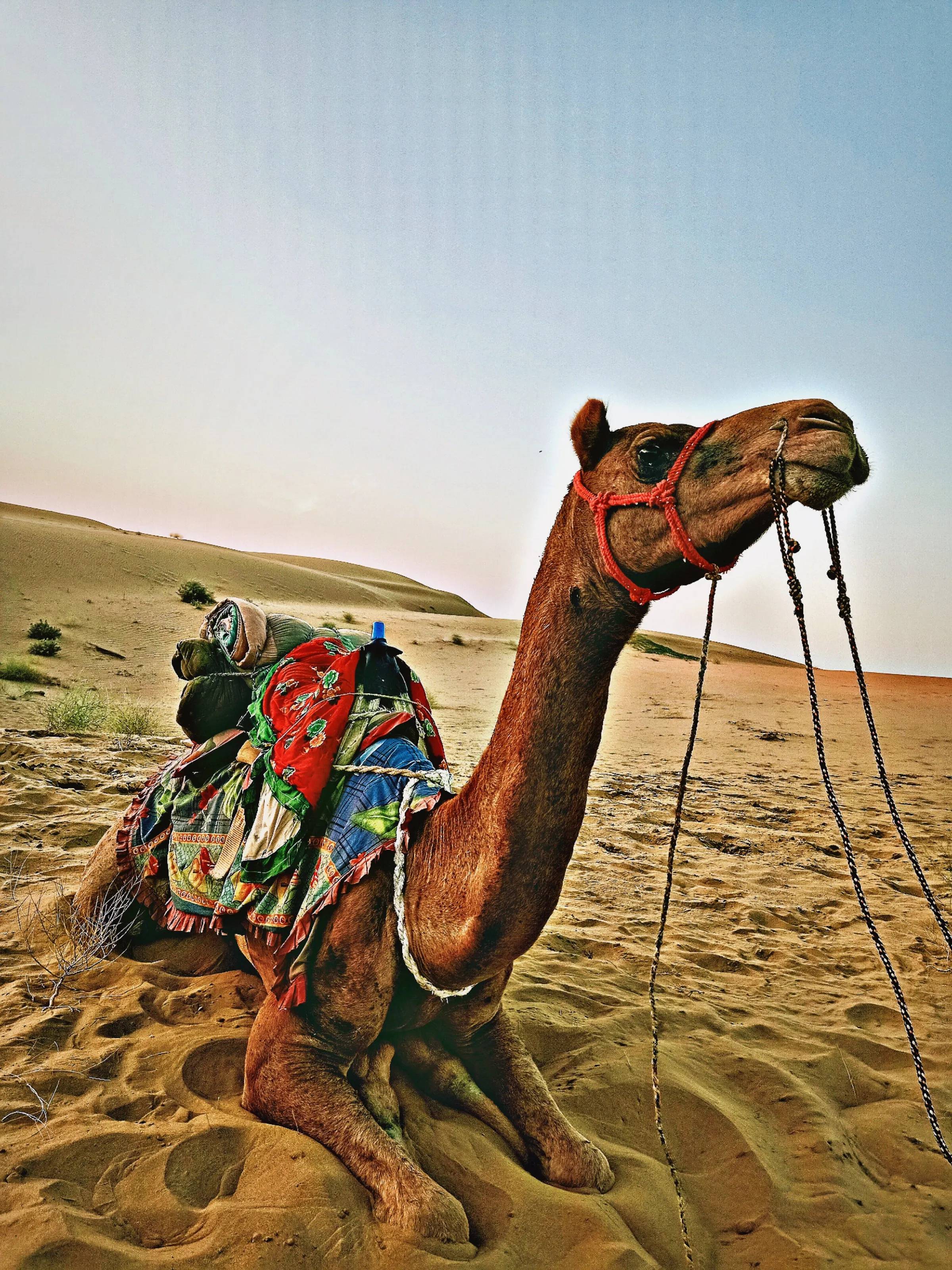 King of the desert