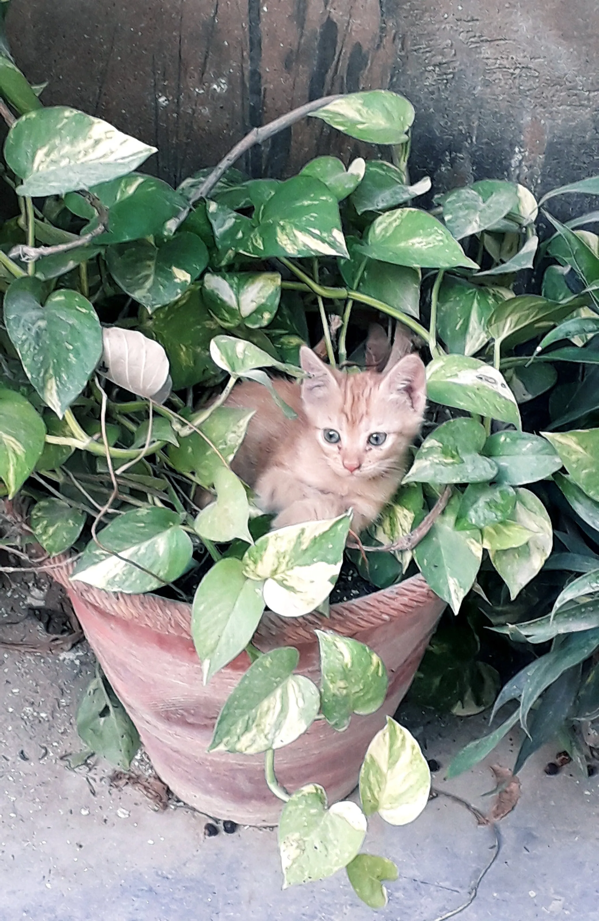 The Kitten