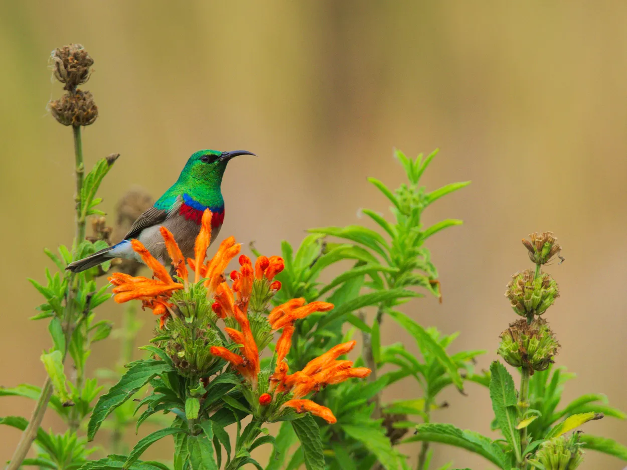 lesser double-collared sunbird (Cinnyris chalybeus)