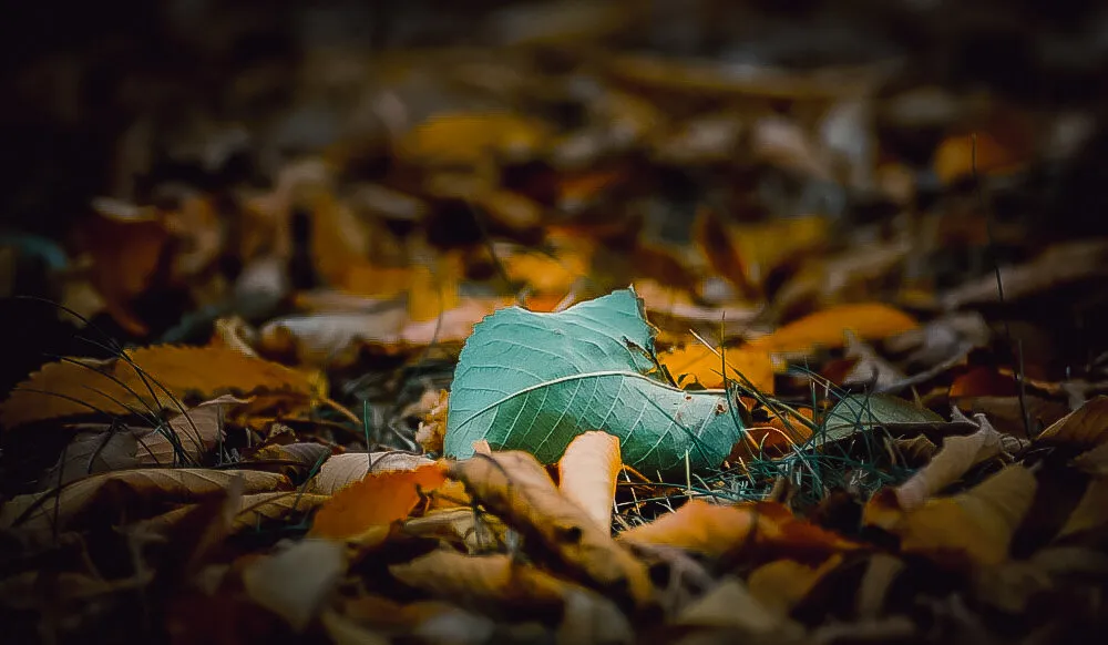 Leaf