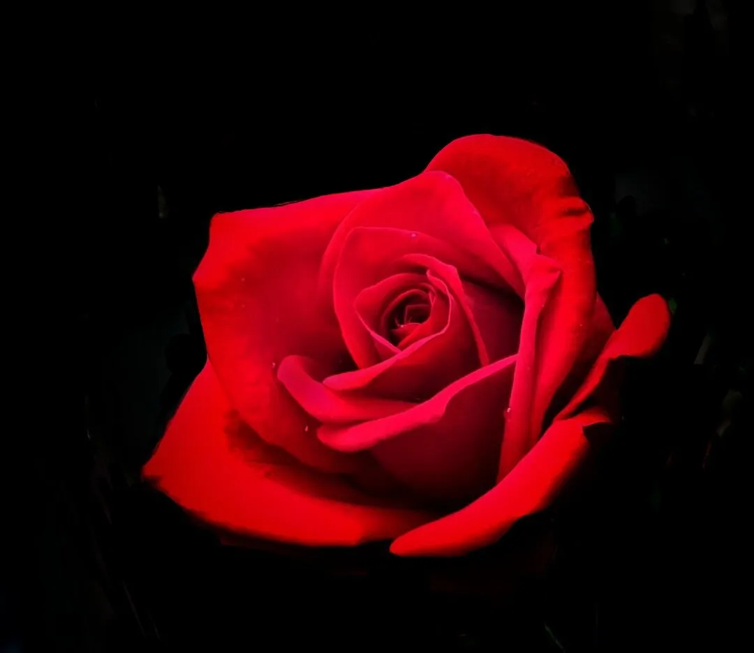 Red Rose