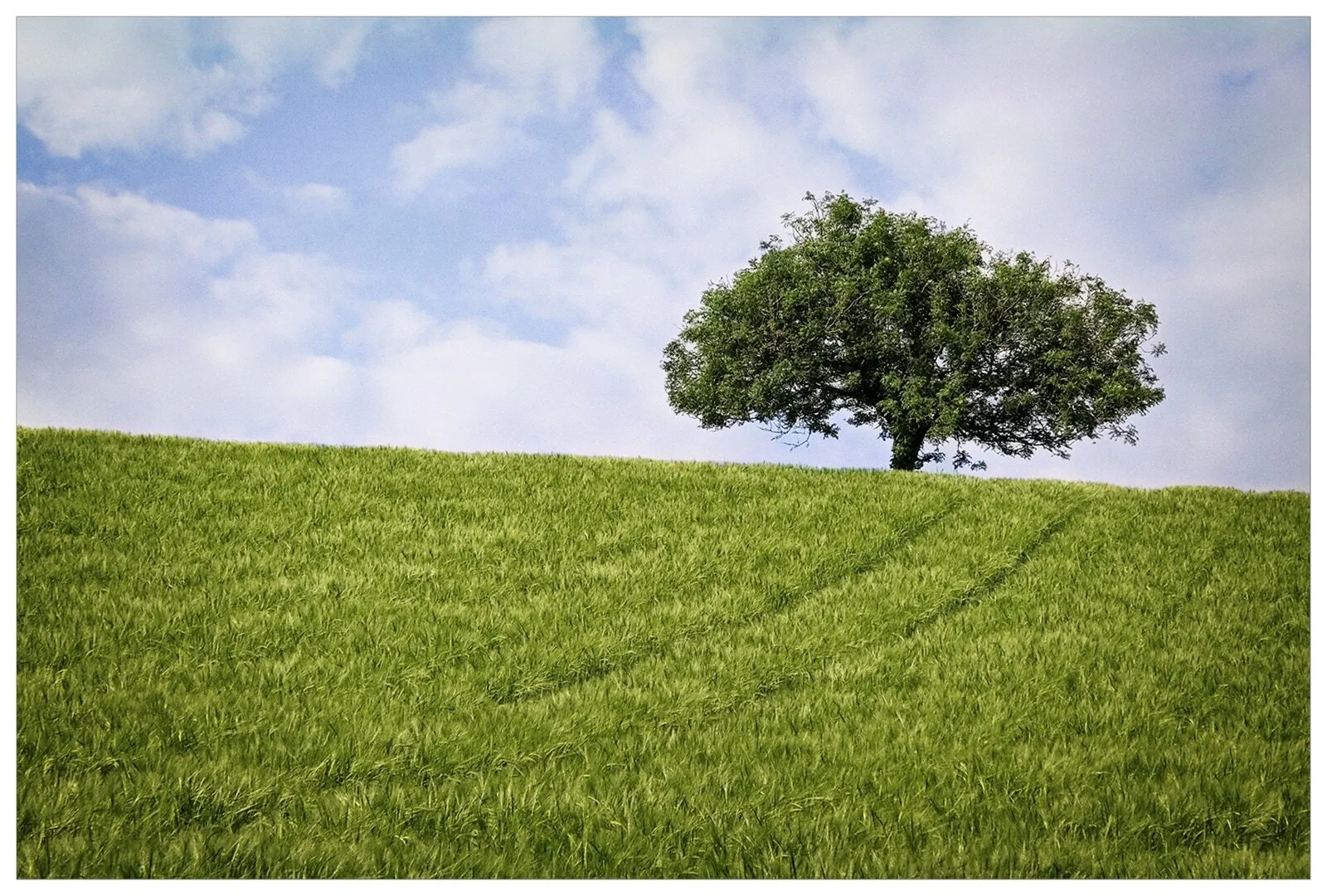 Lone Tree