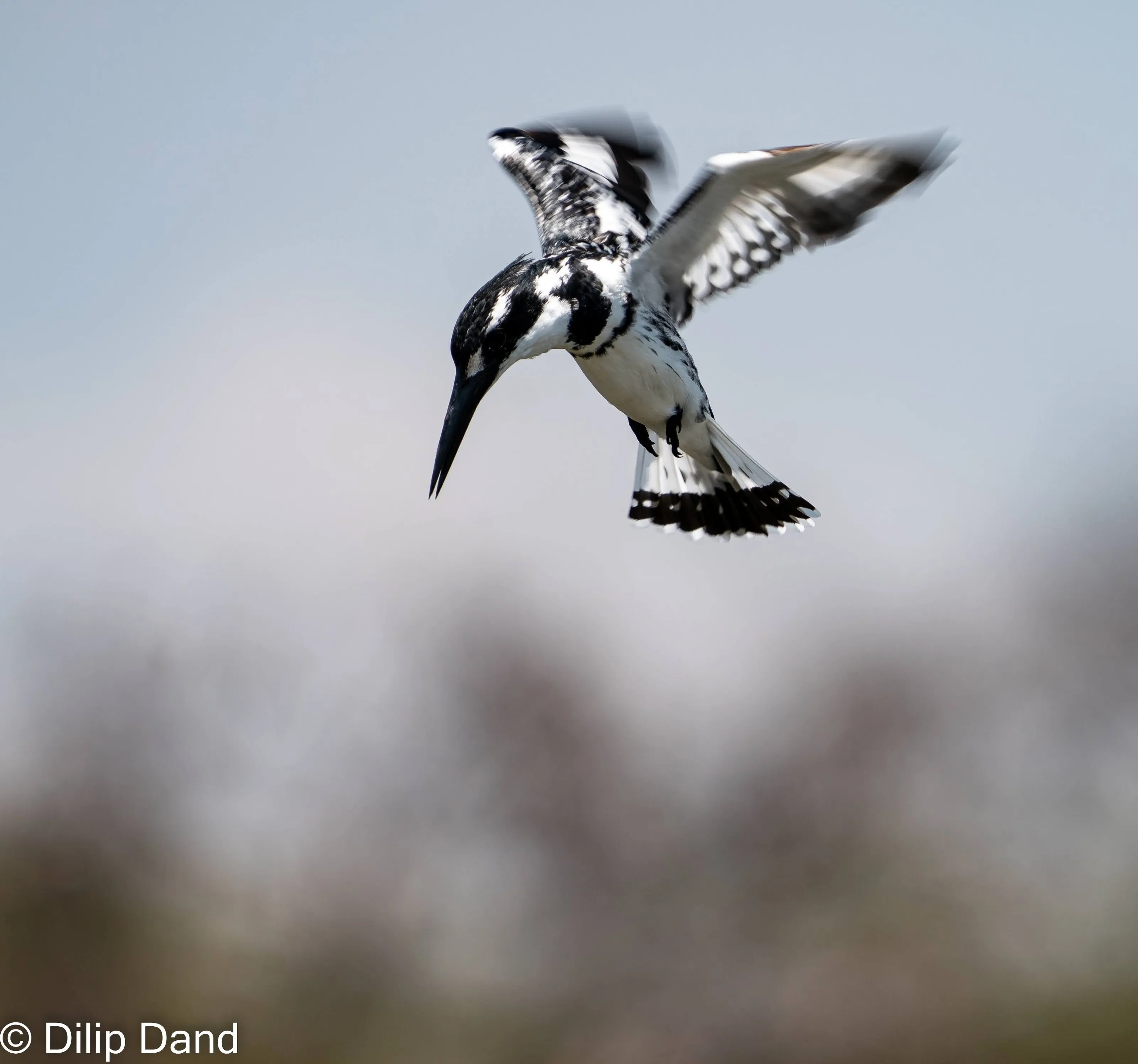 Pied kingfisher diving