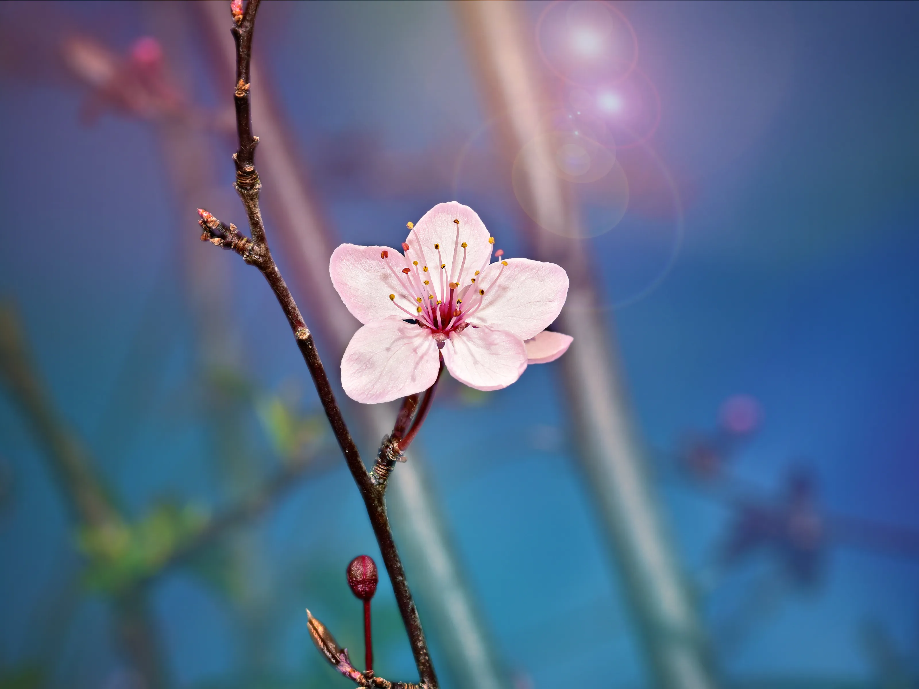 The First Blossom