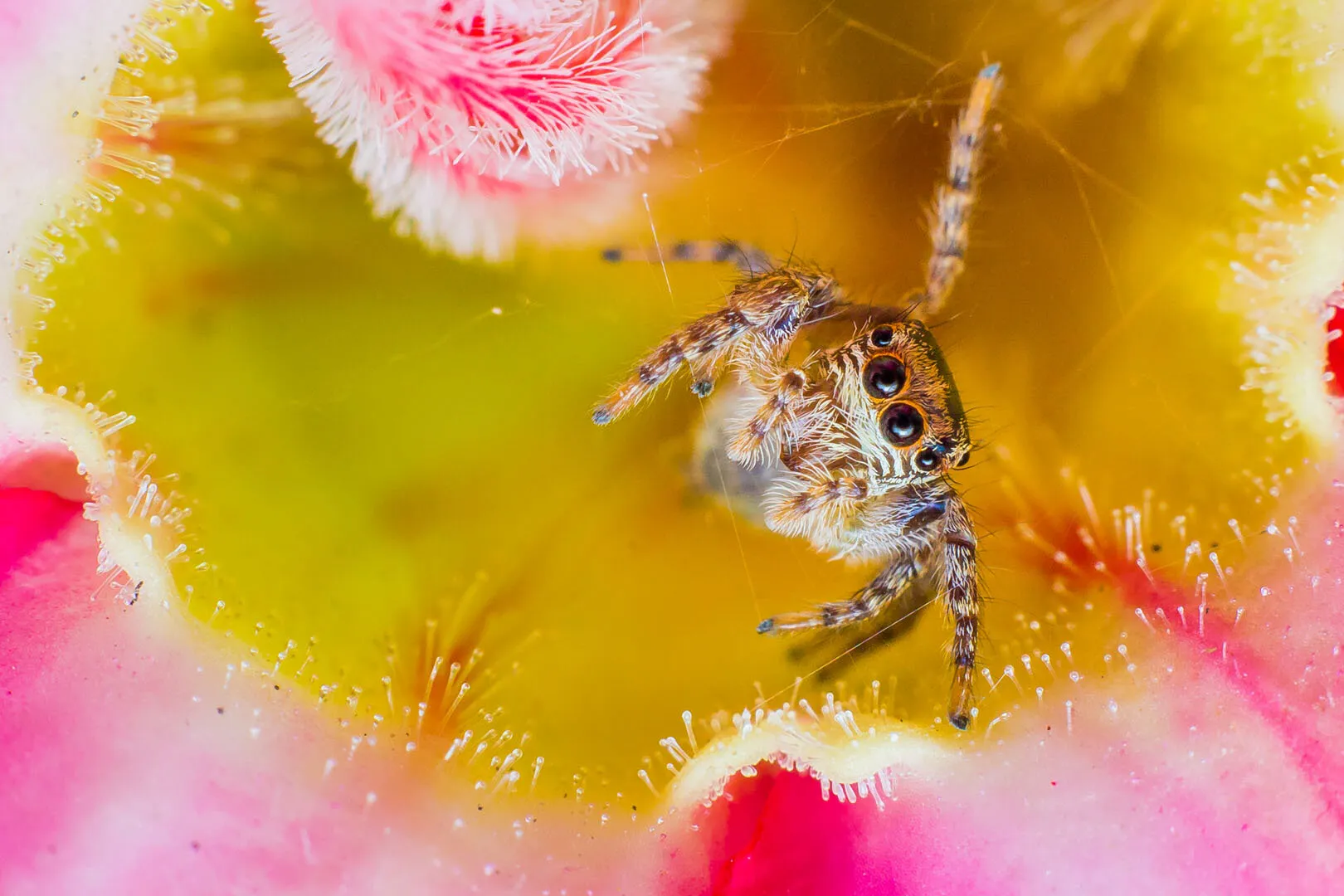 The cute predator !
