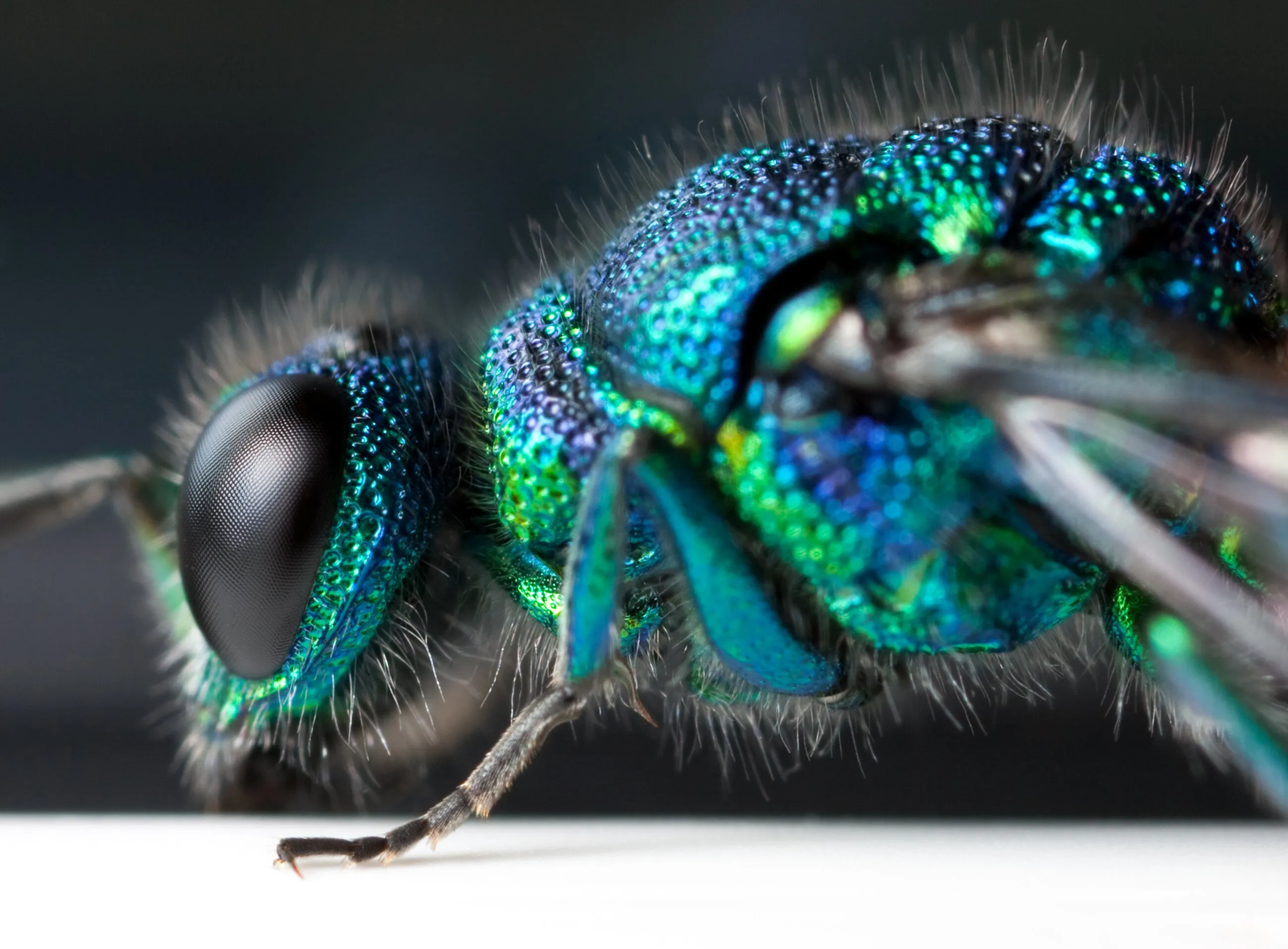 Jewelled Wasp