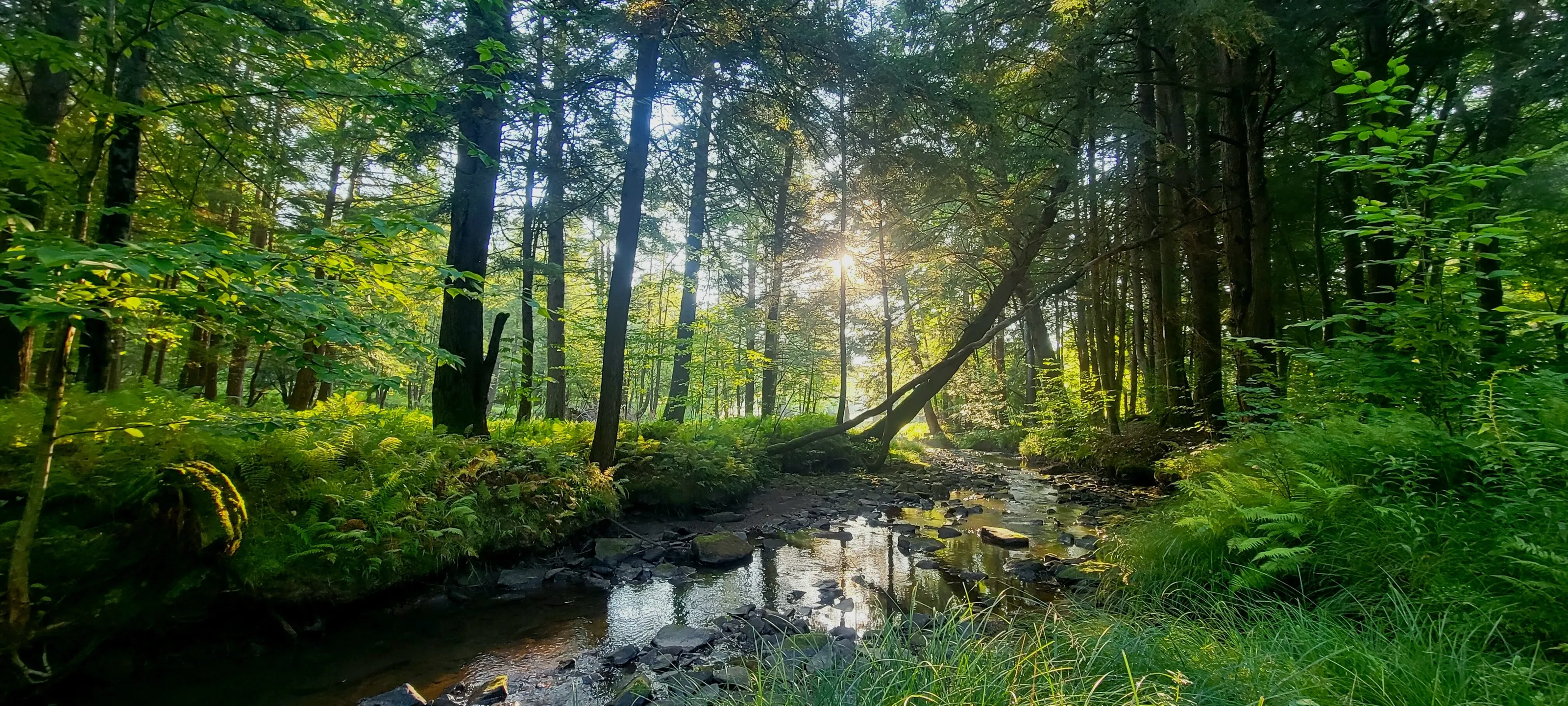 Fuller Brook