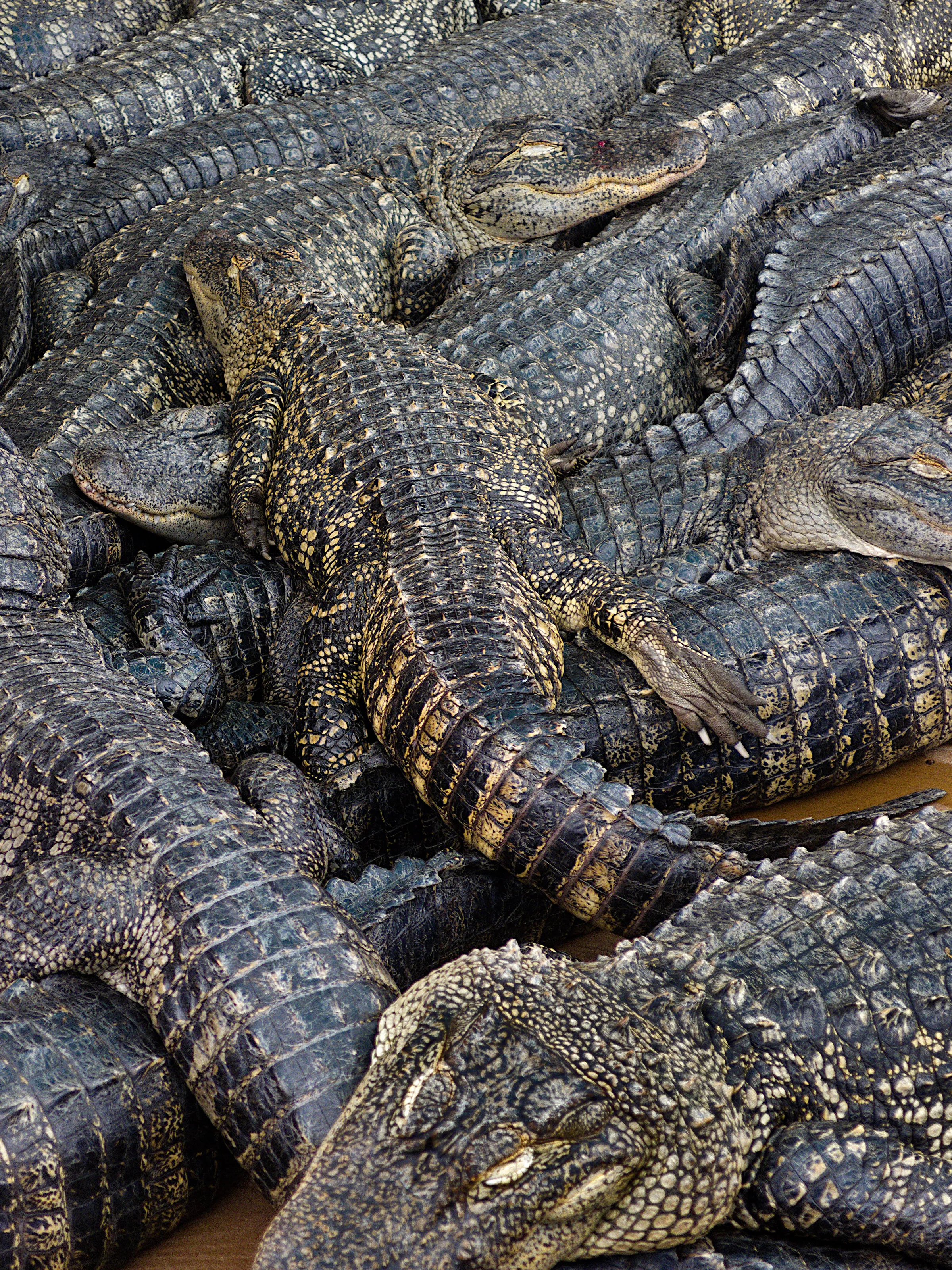 Reptilian Dreams