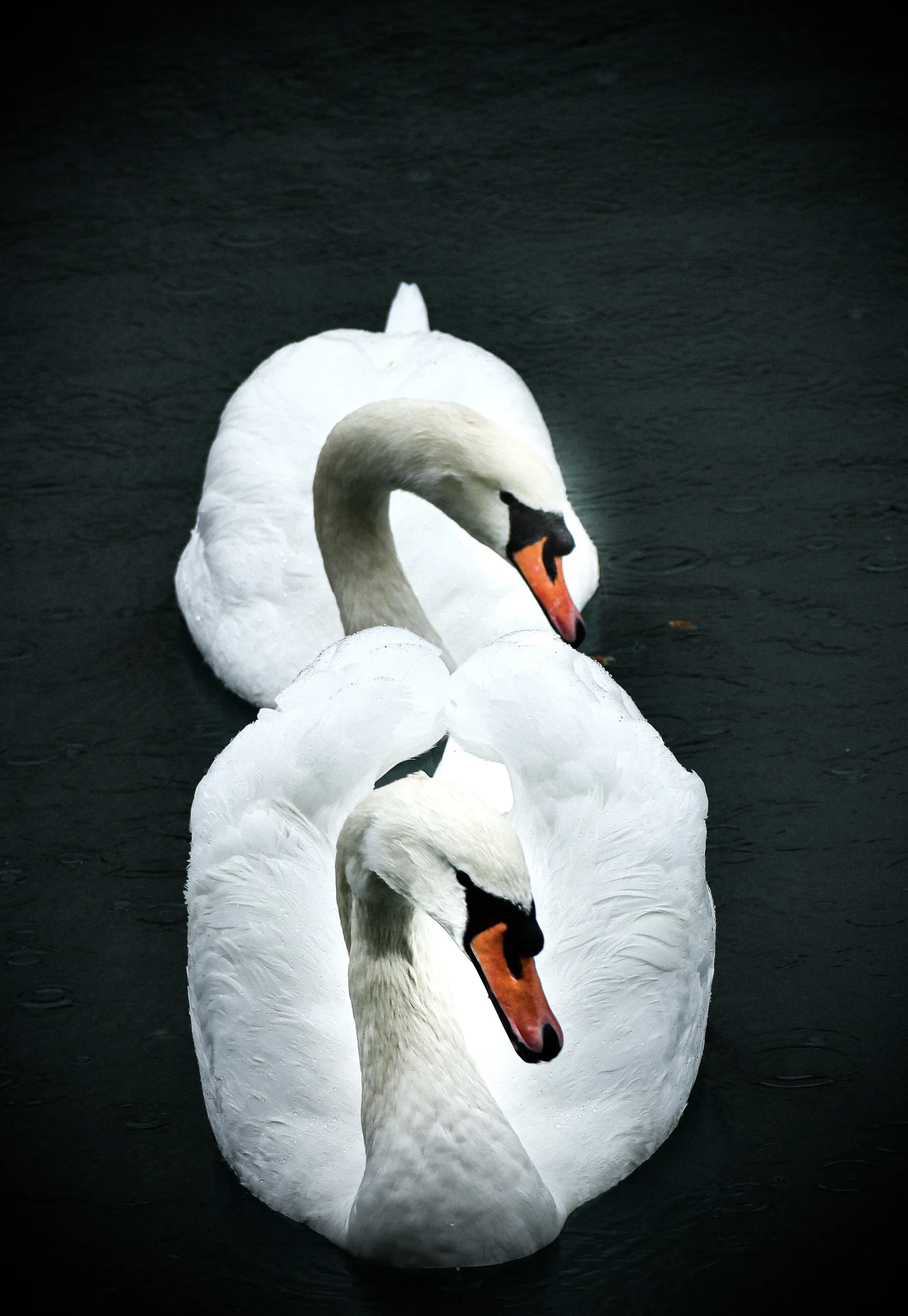 Best Friends