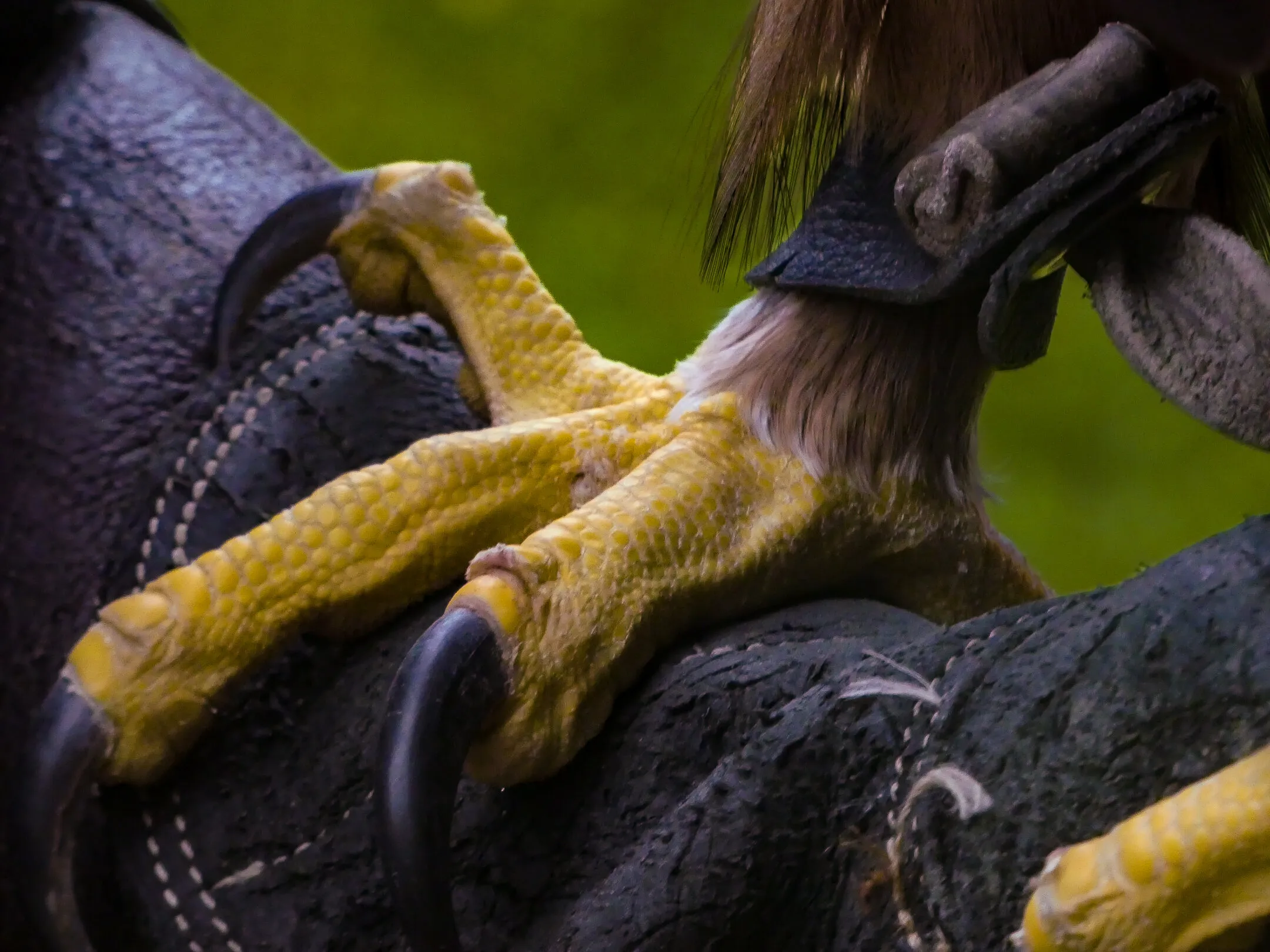 Banner image