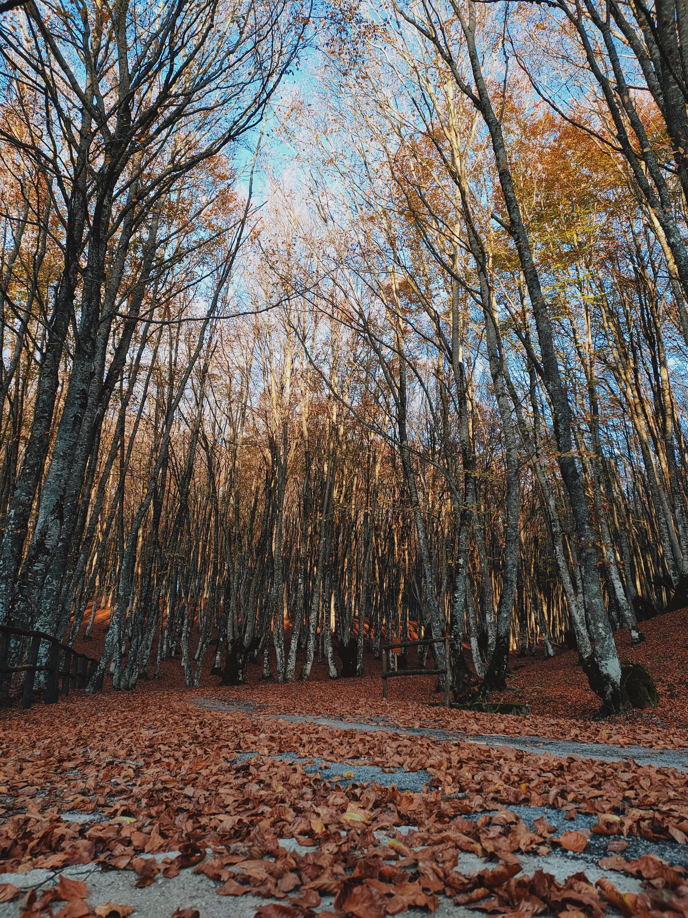 Monte Li Foj