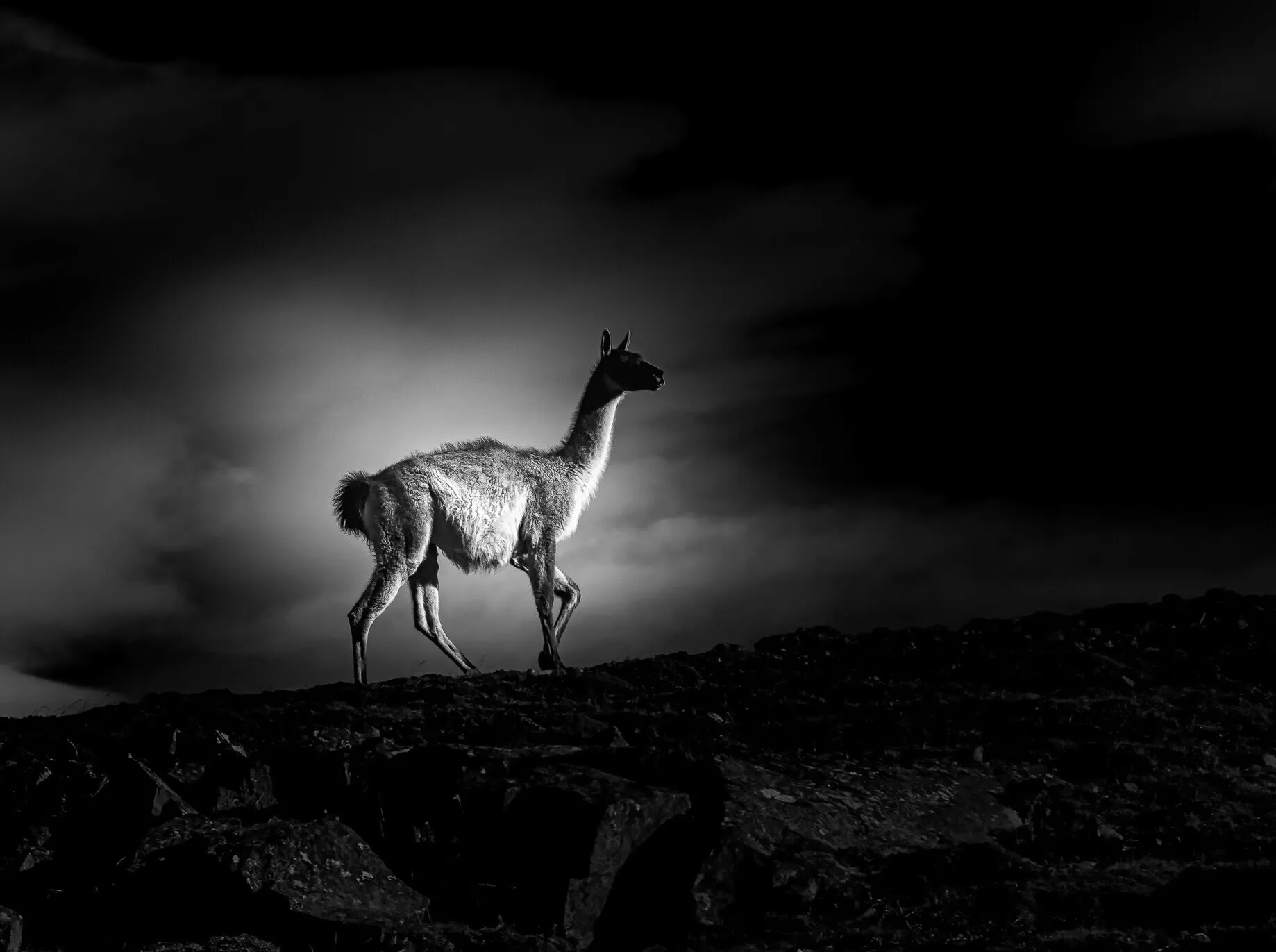 Guanaco en patagonia