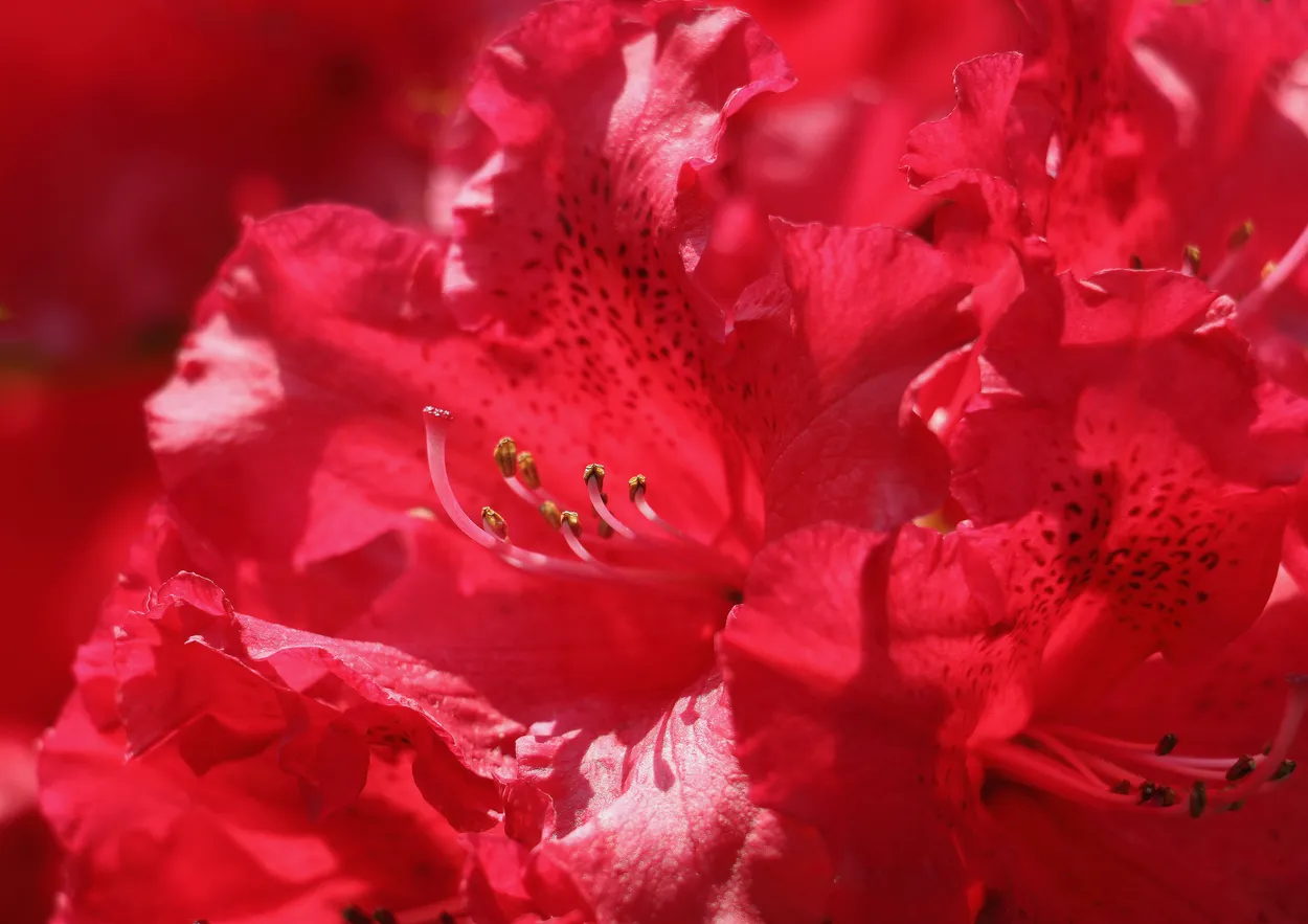 Entry 20201061