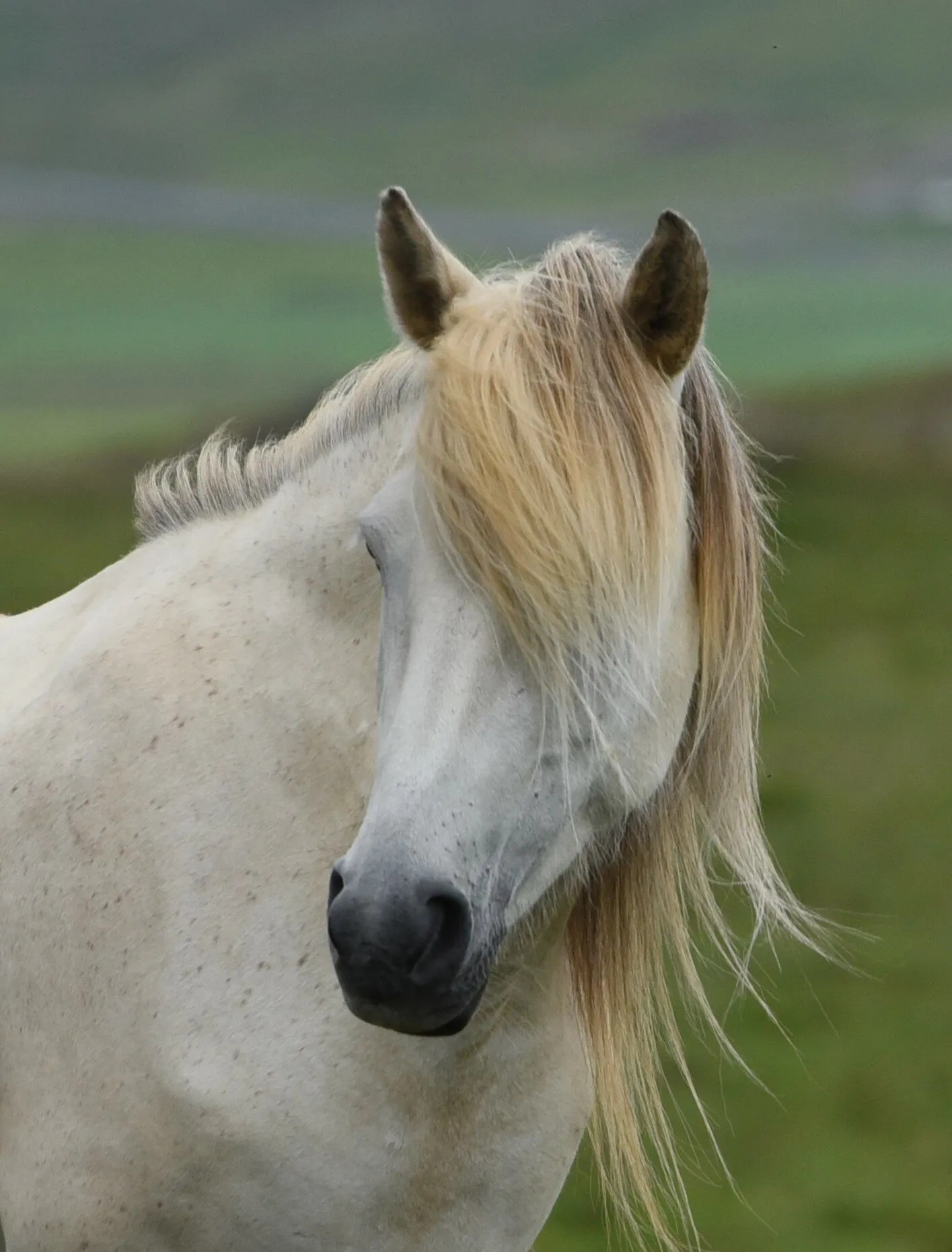 Icelandic horse