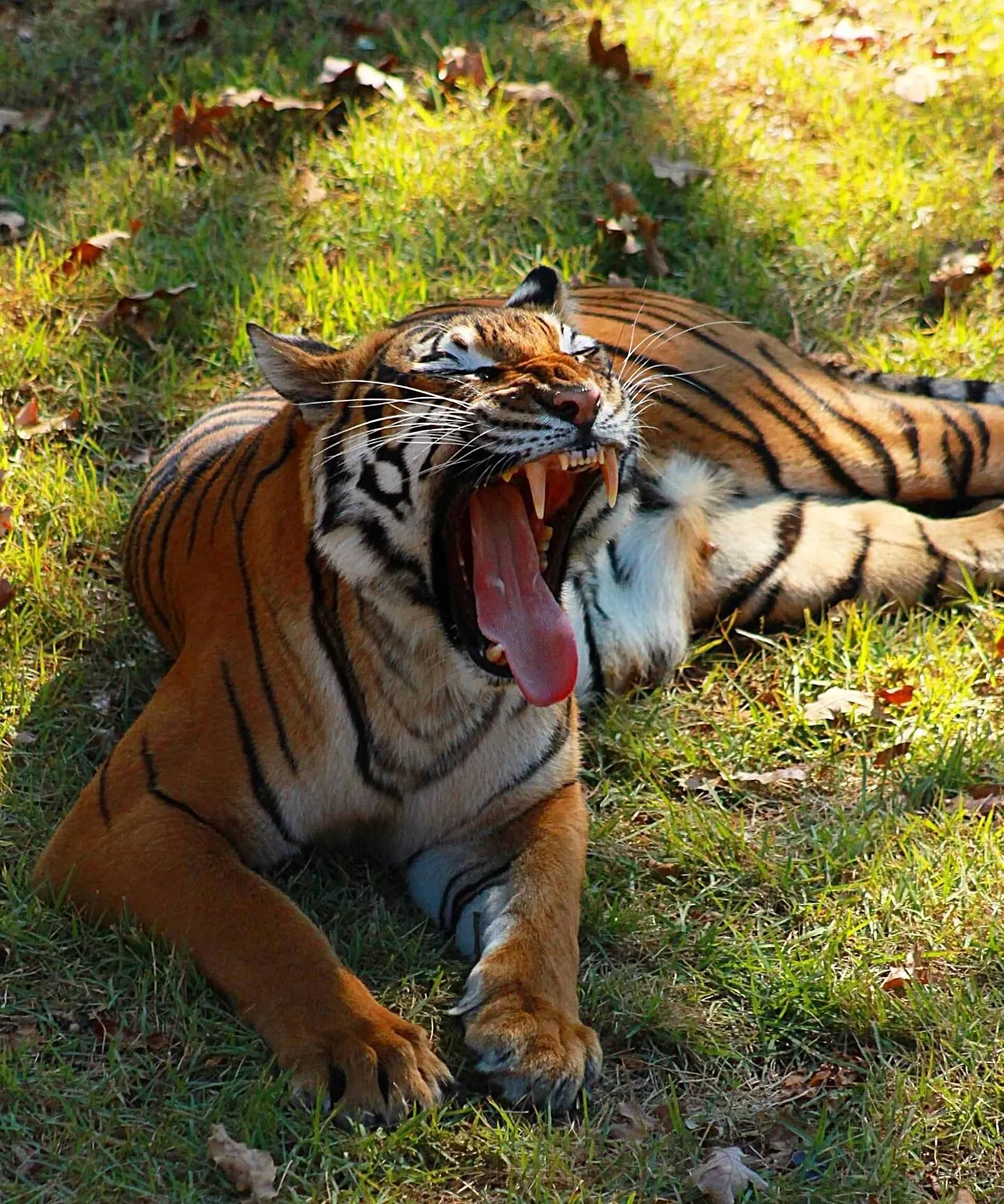 Yawning Tiger, Hidden Photographer