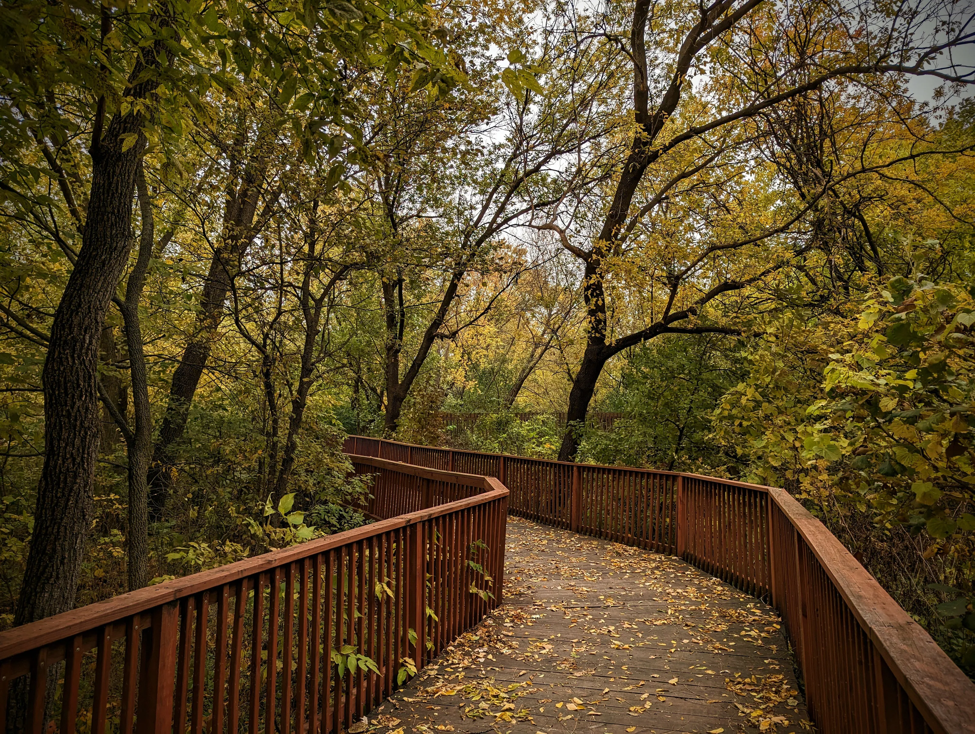 Golden Hues on Autumn Trail