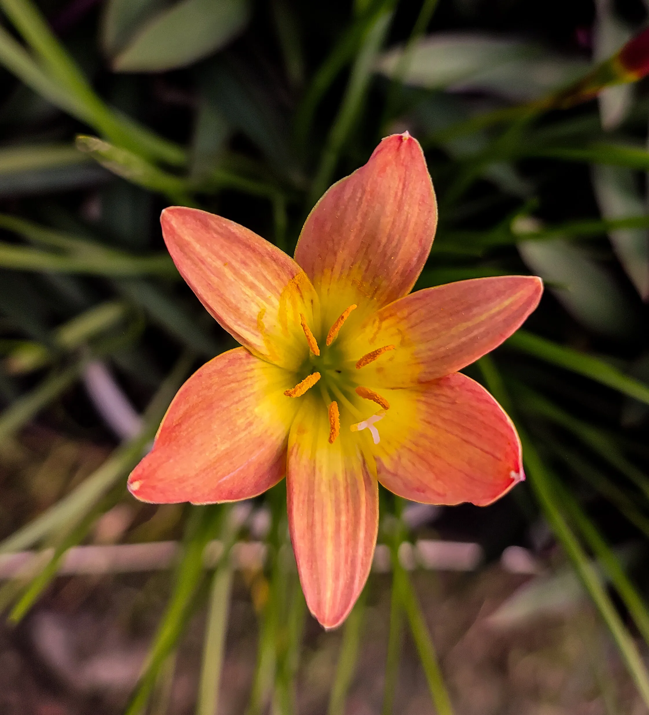 Flowers are happiness