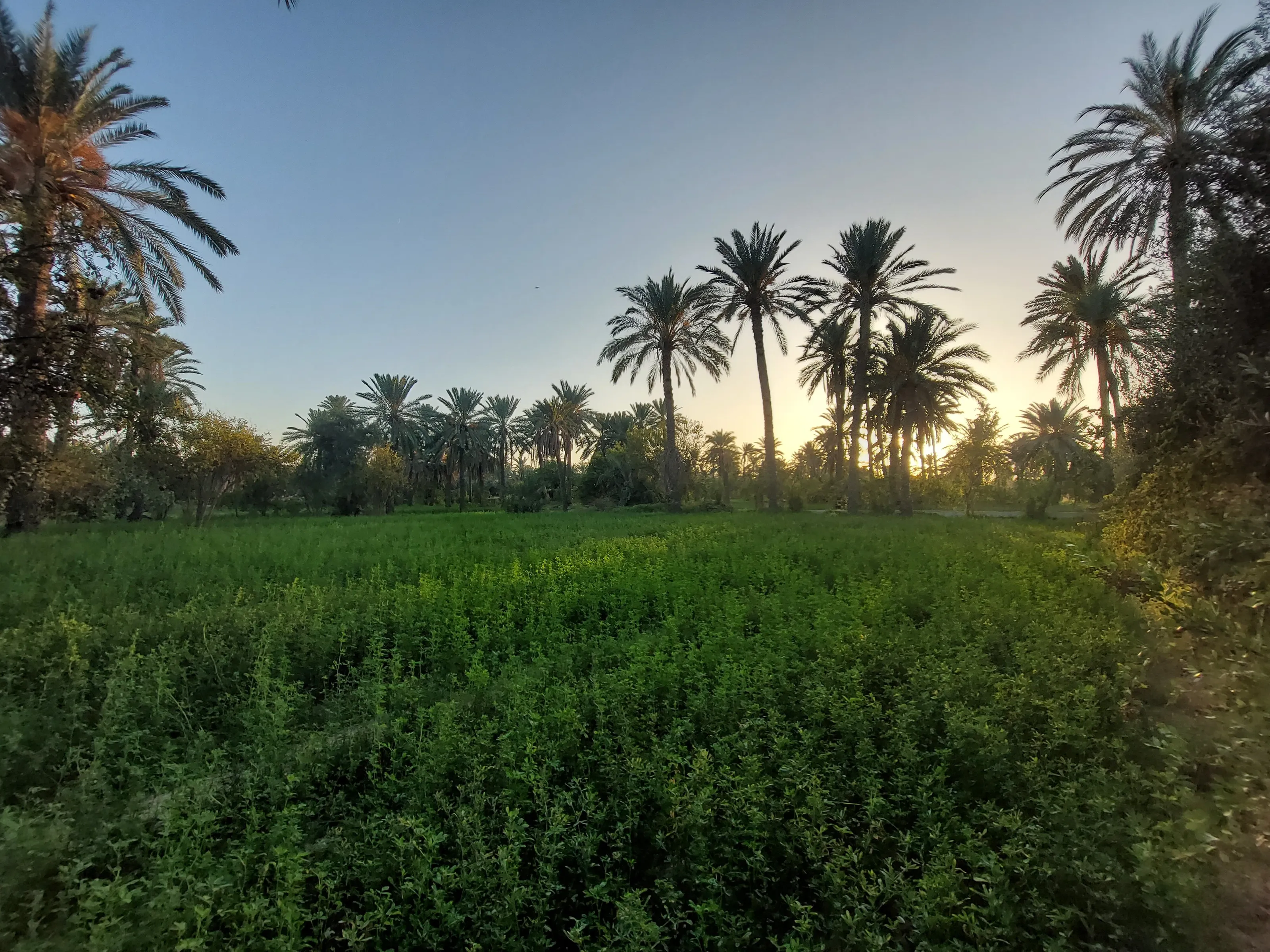 Oasis