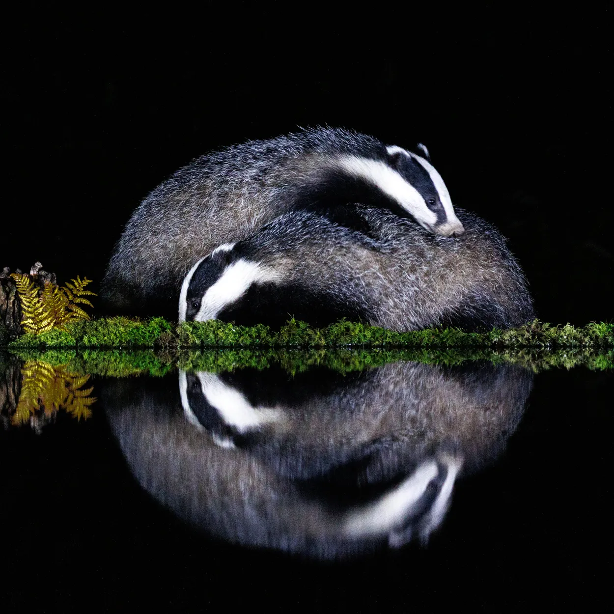 Badger Swirl