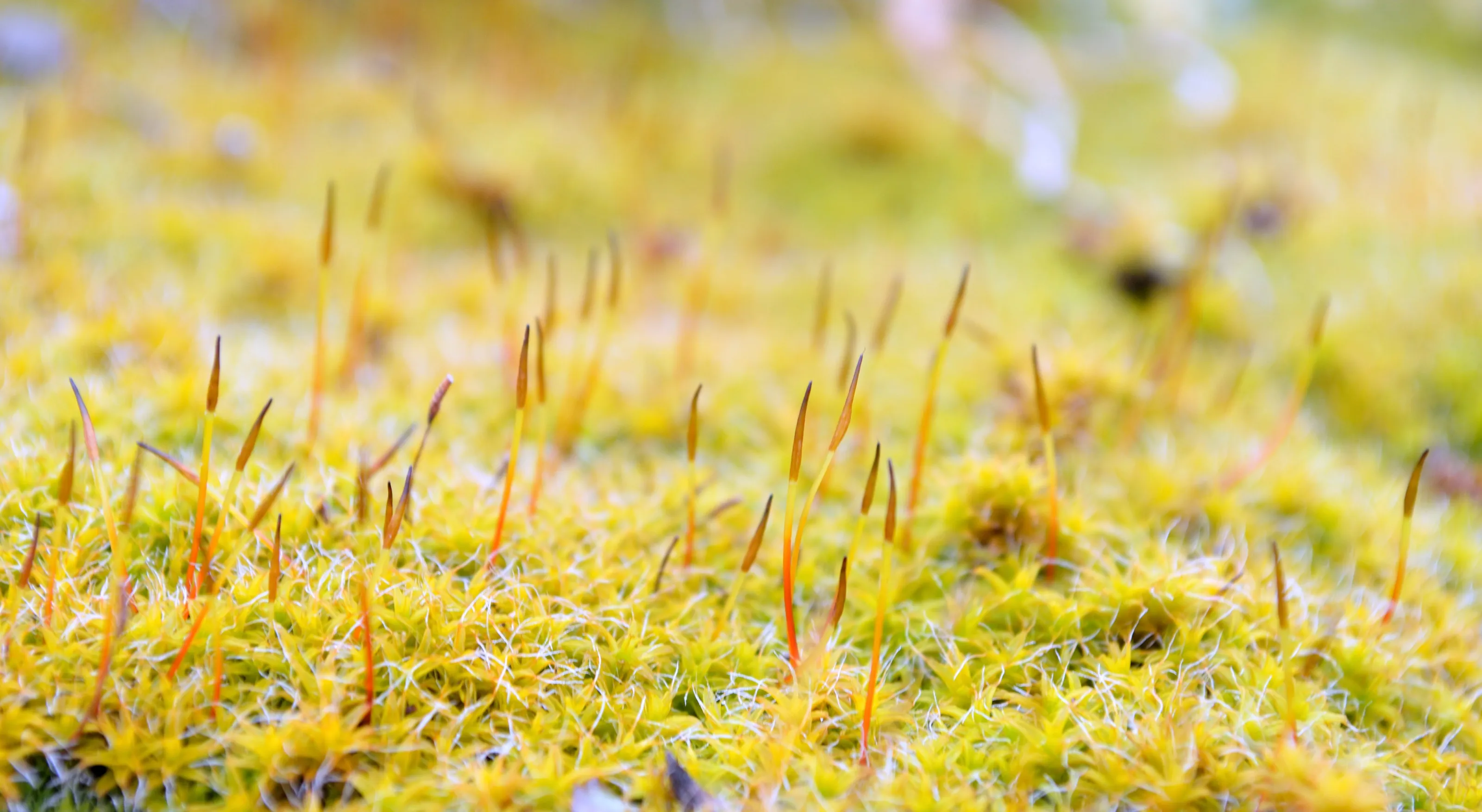 Yellow Moss by ioanna papanikolaou