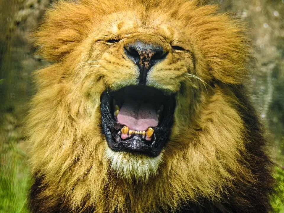 Lion