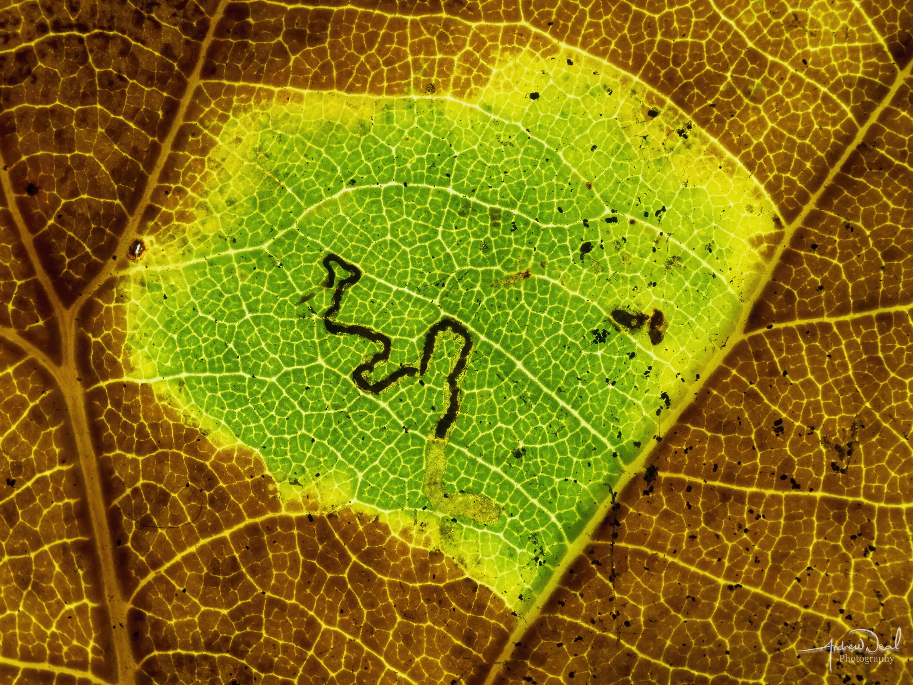 Leaf Mining Caterpillar Trail