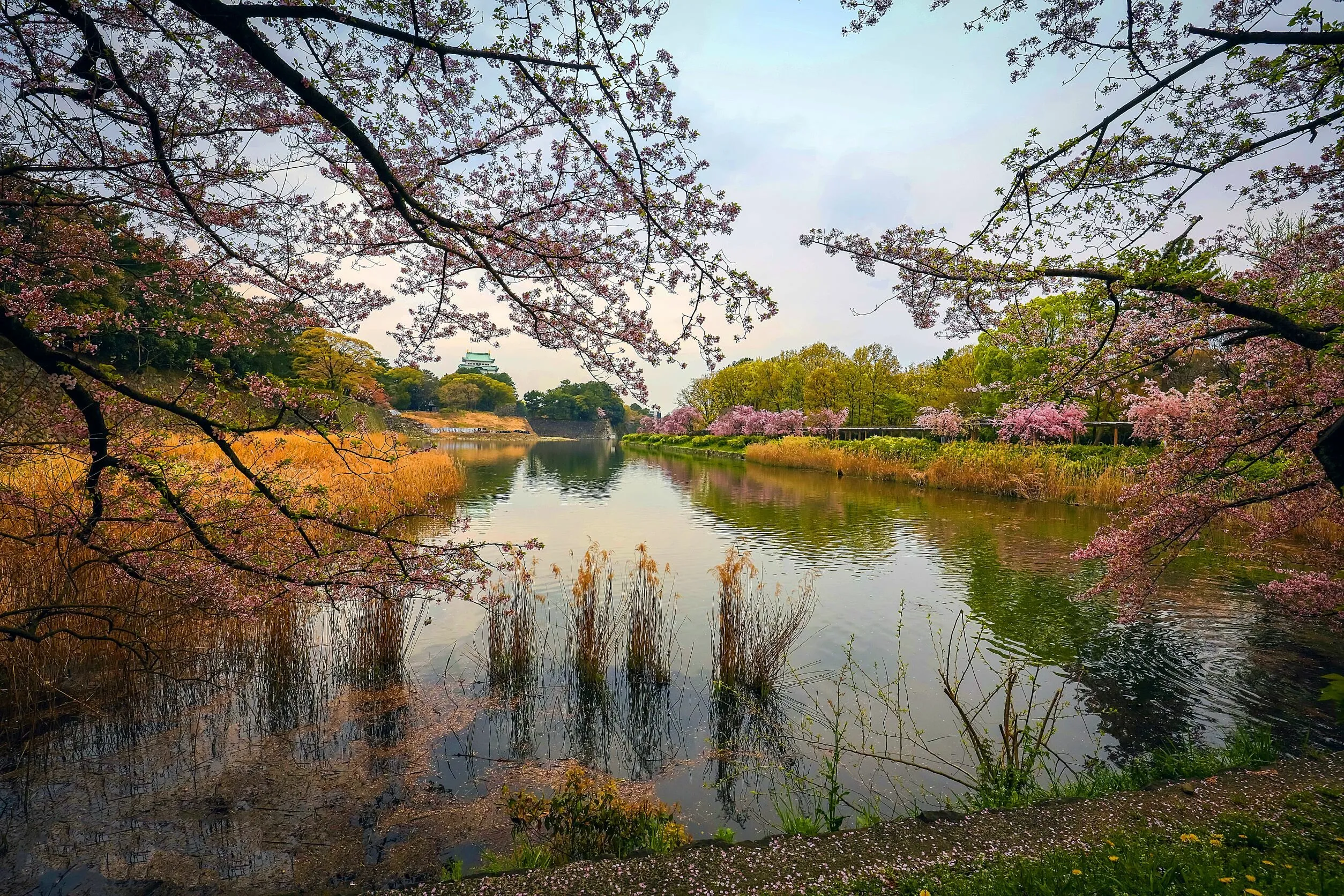 Nagoya Castle Cherry Blossom, Japan