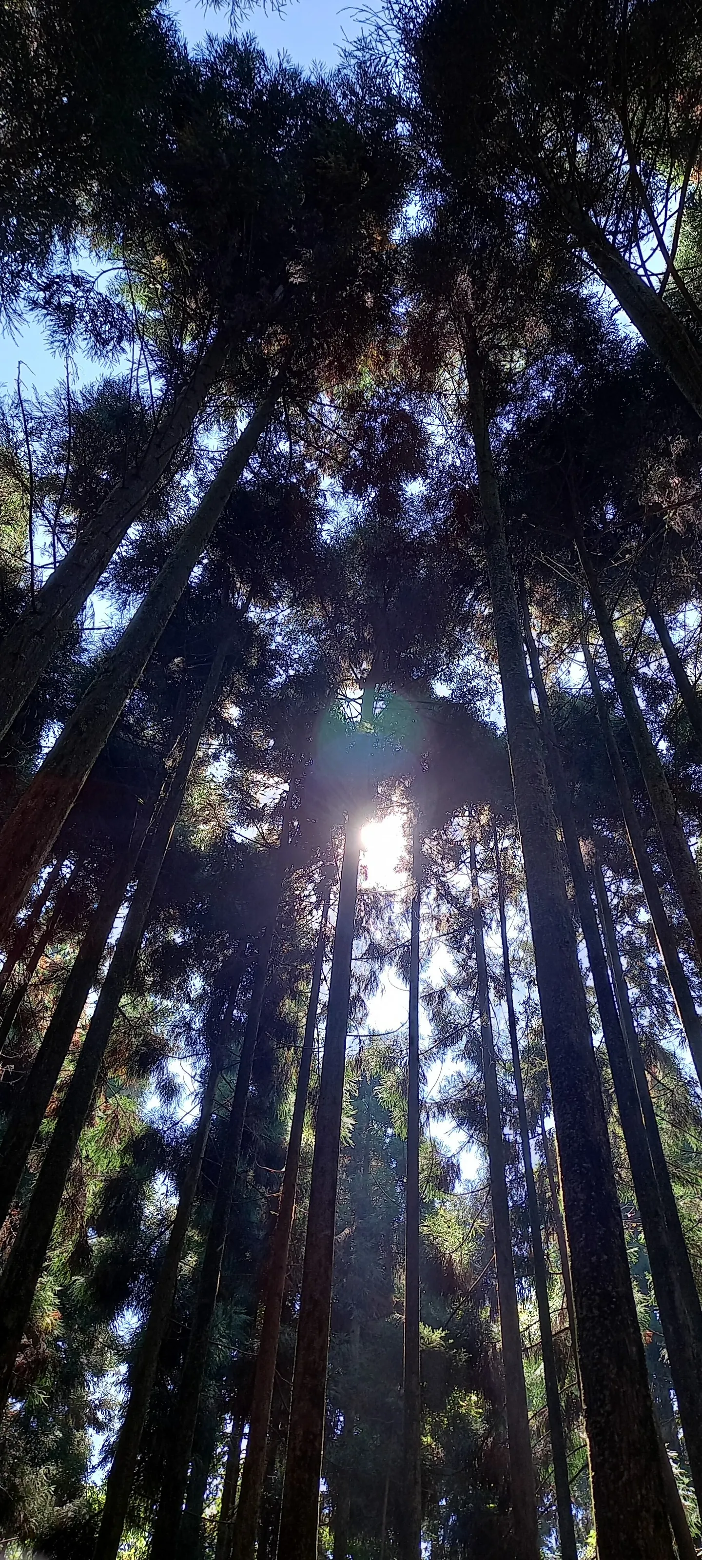 Sunlight in dark forest