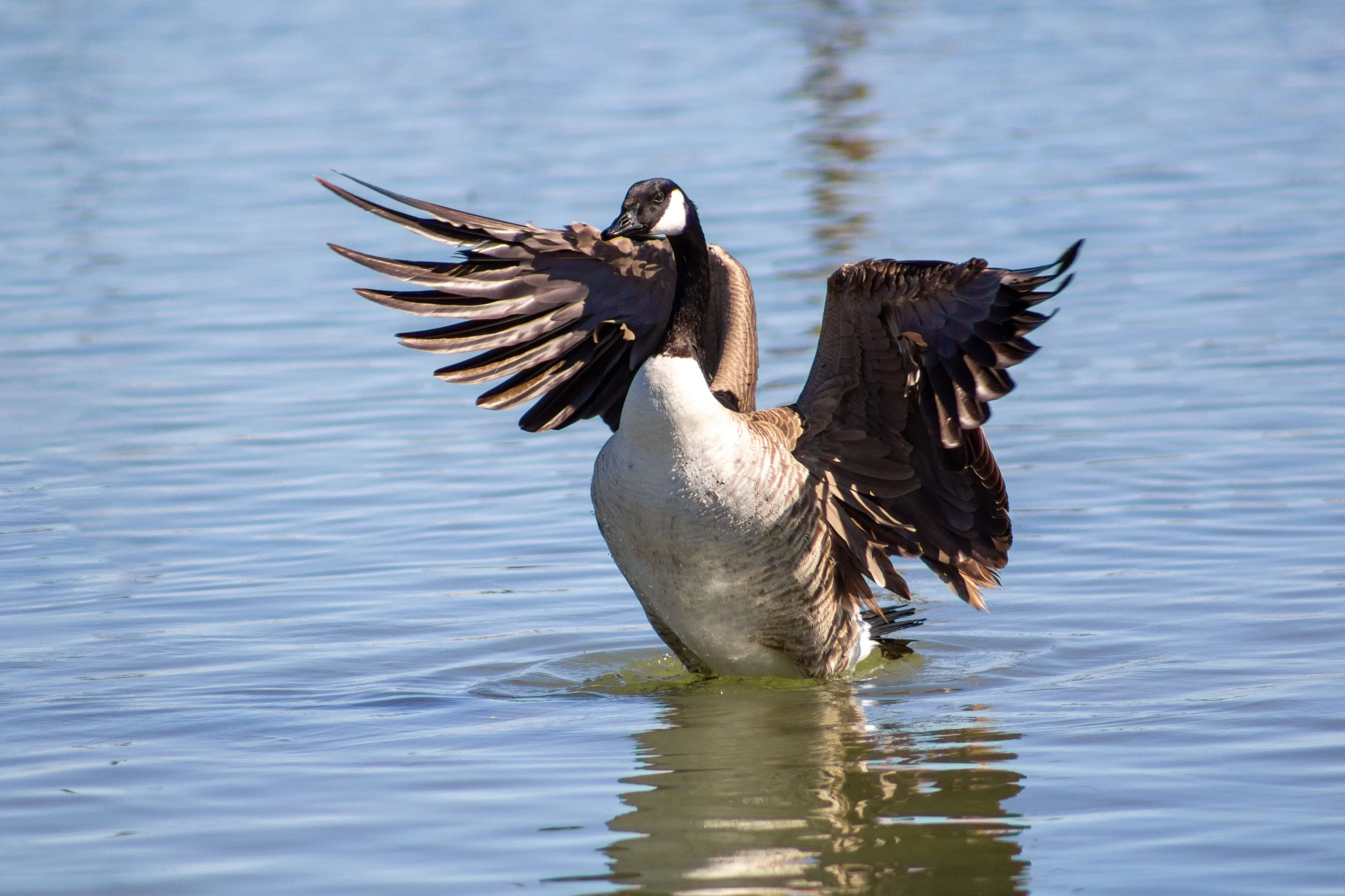 Canada Goose Flapping Its Wings