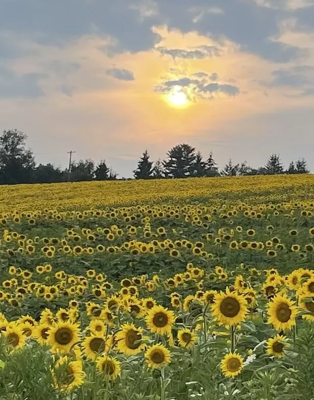 Hazy sunny sunflower day