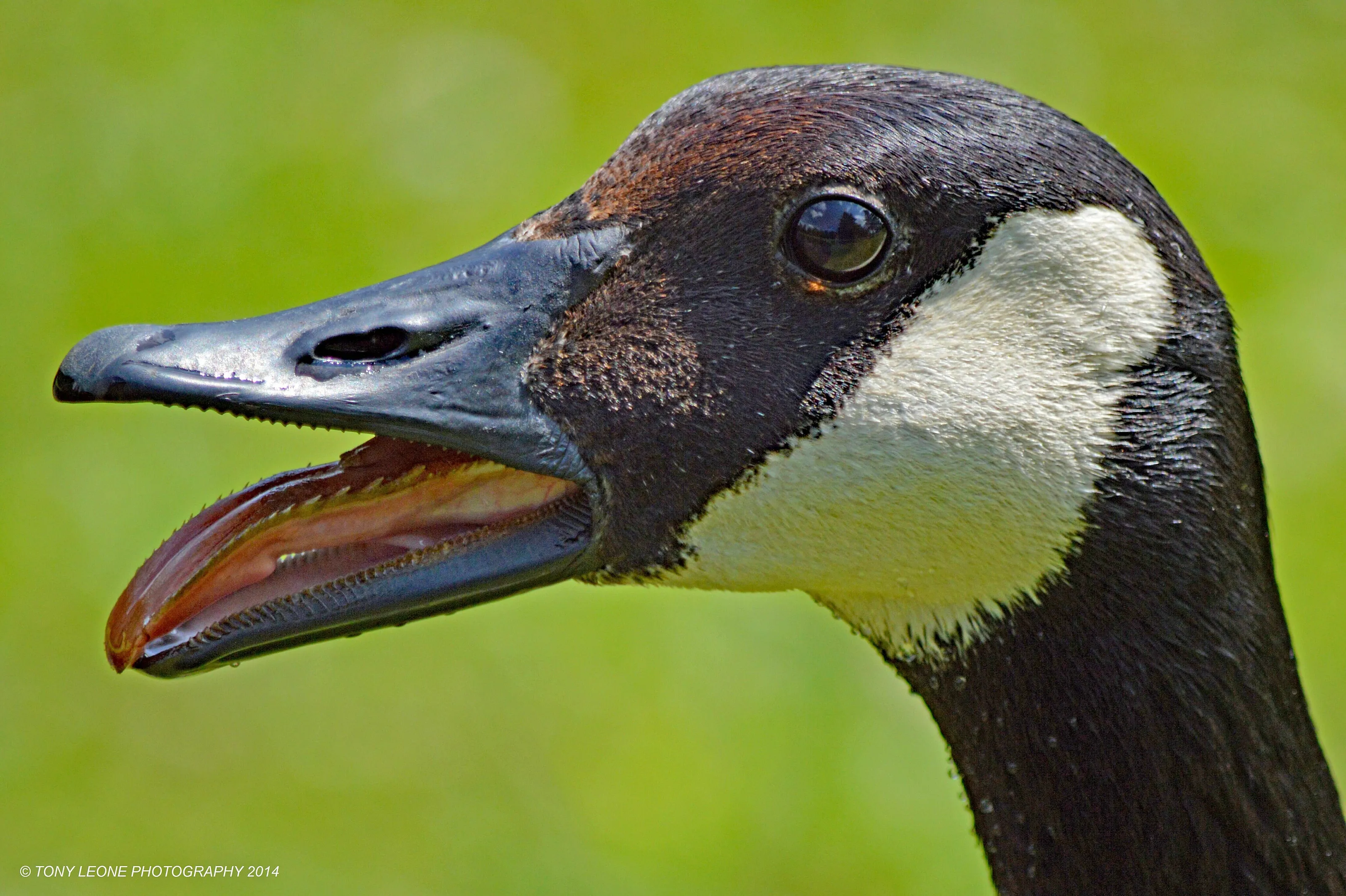 Mother Goose