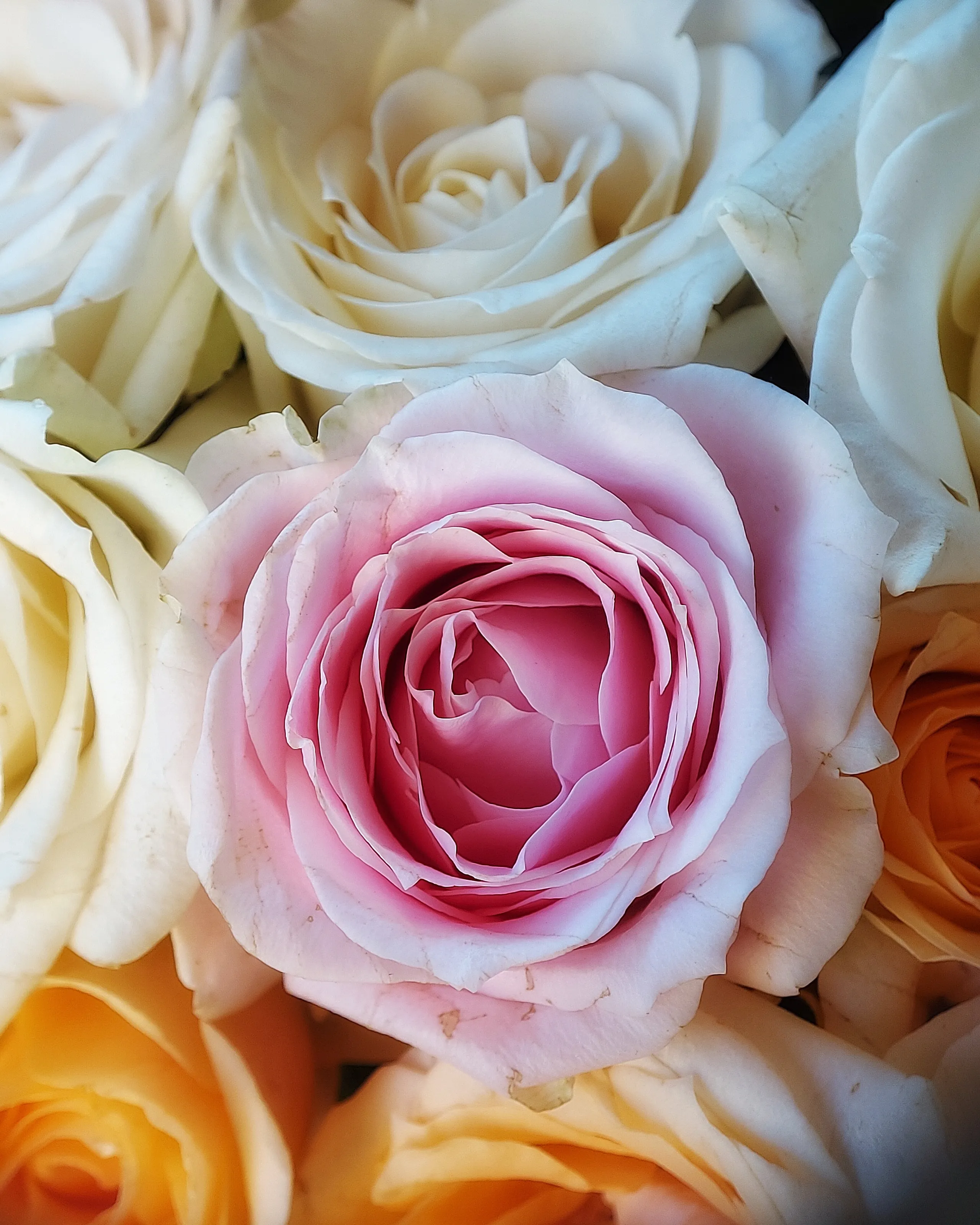 Roses