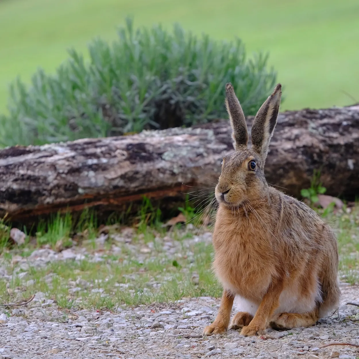 Entry 14593201