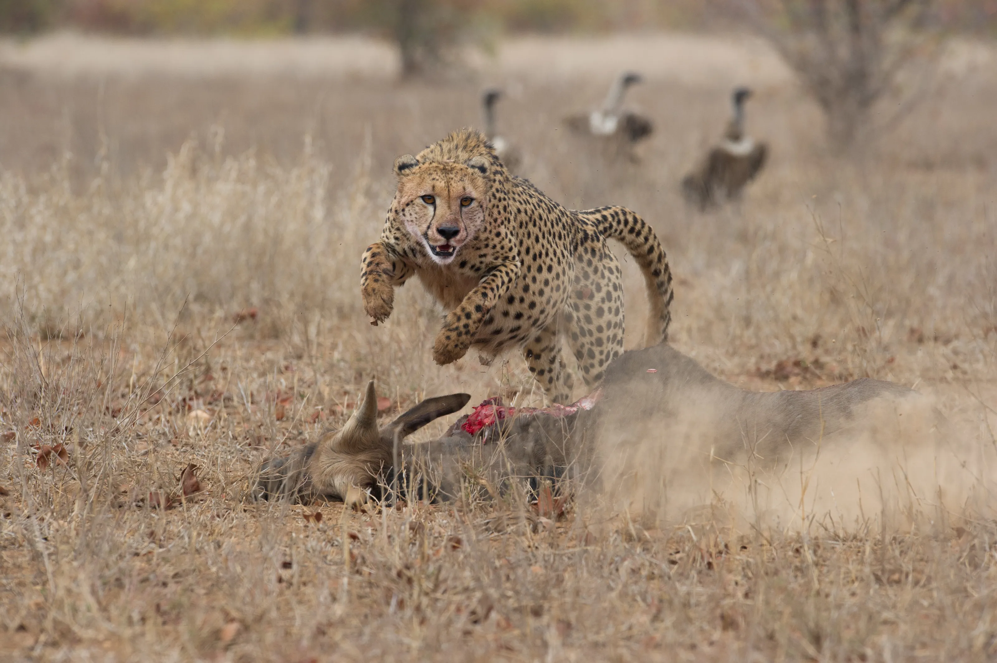 Cheetah