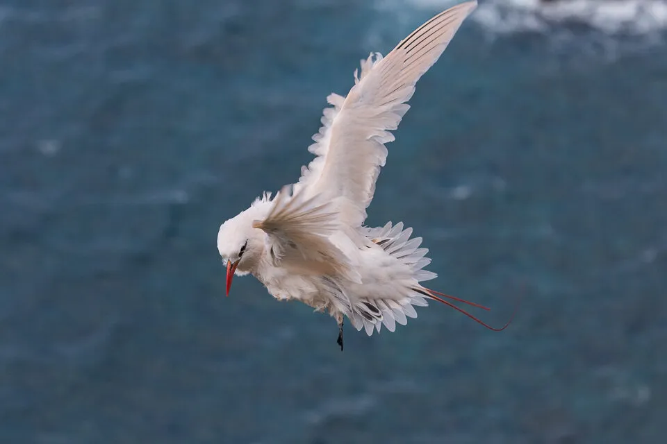 Red-tailed Tropicbird
