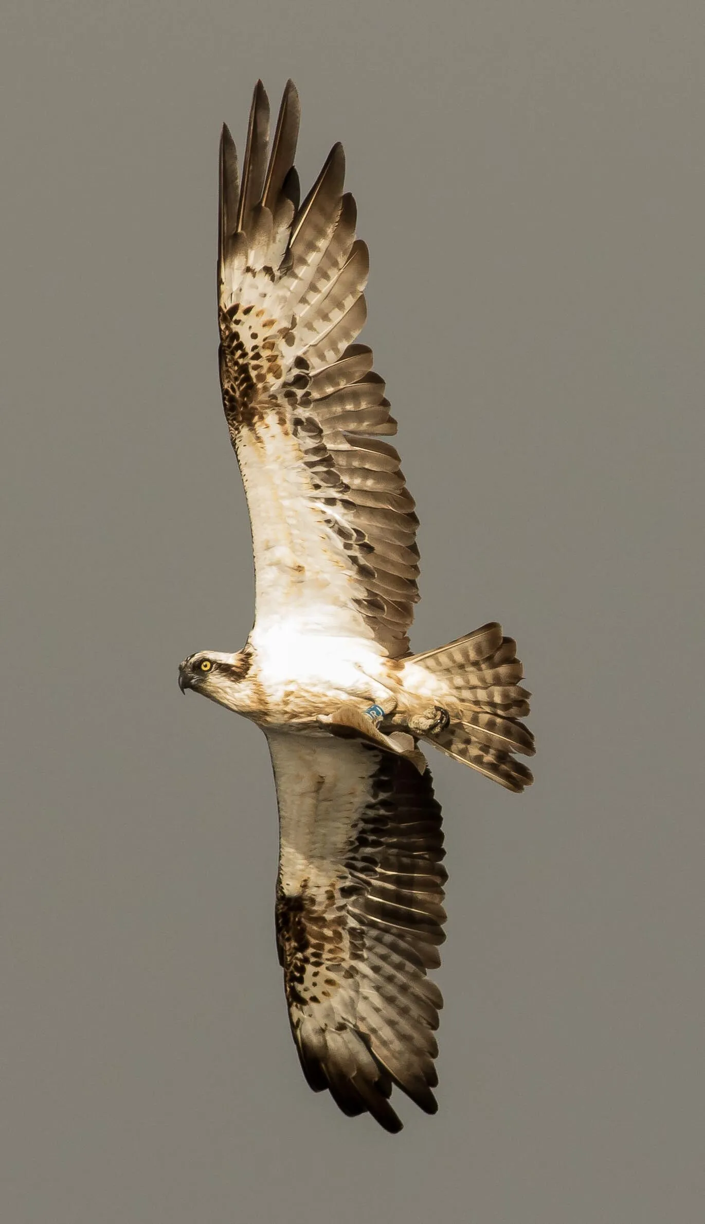 Osprey in flight